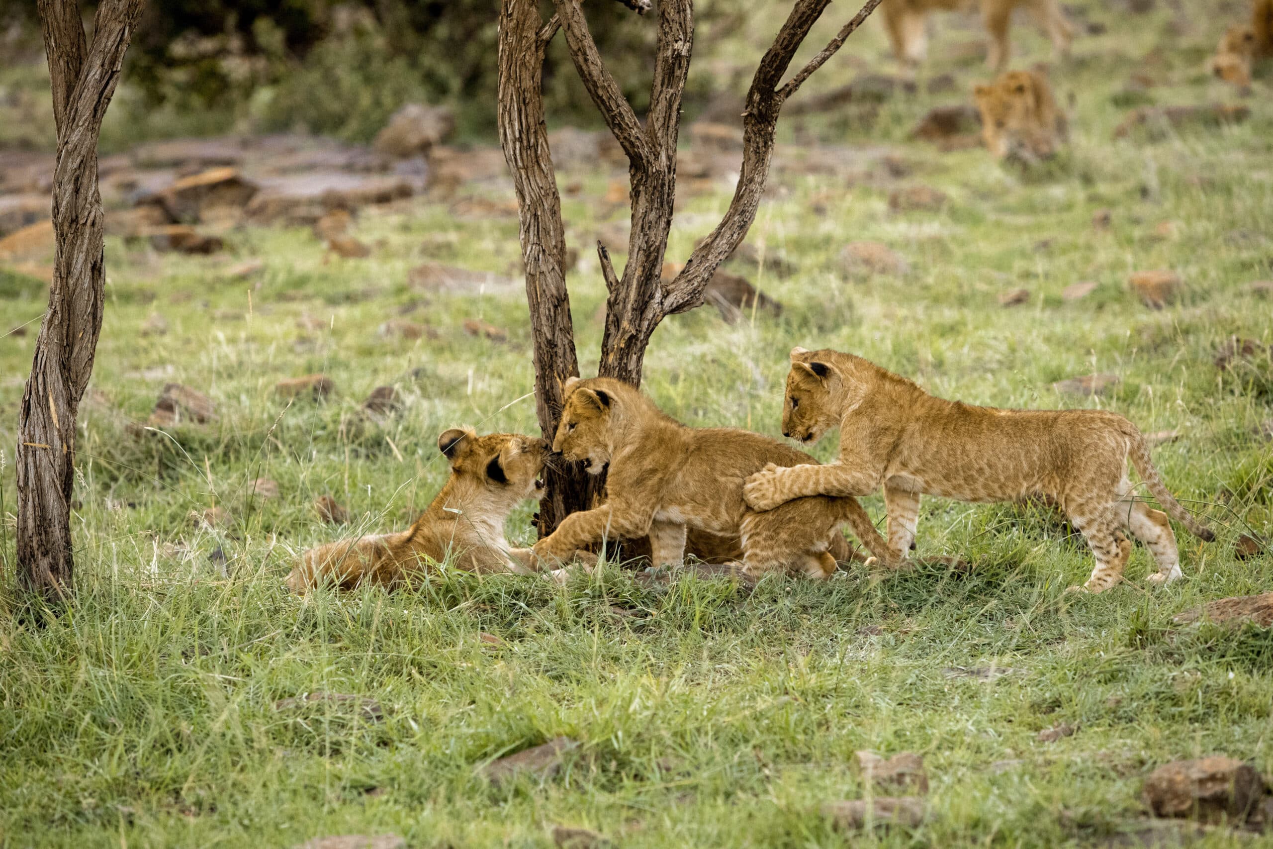 Drei Löwenjunge interagieren spielerisch in einer grasbewachsenen Savanne, umgeben von spärlichen Bäumen und im Hintergrund sind teilweise erwachsene Löwen sichtbar. © Fotografie Tomas Rodriguez