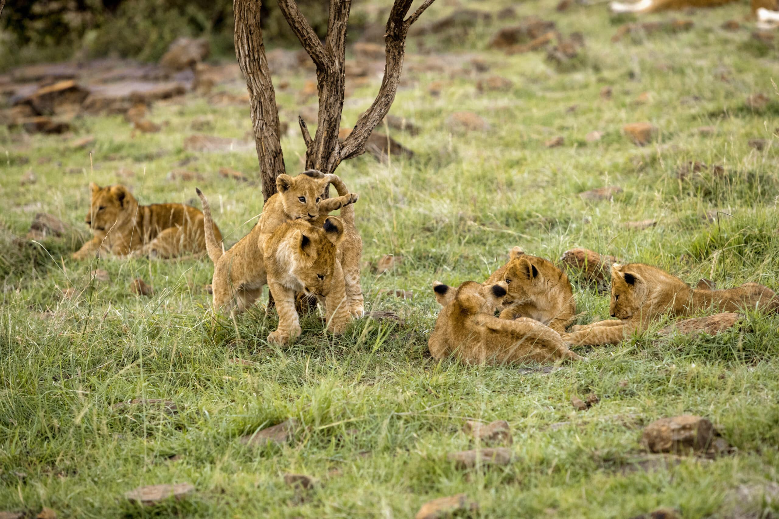 Ein Rudel Löwen, darunter mehrere junge Jungen, entspannt und spielt in einer grasbewachsenen Savanne. Zwei Junge interagieren spielerisch um einen kleinen Baum herum. © Fotografie Tomas Rodriguez