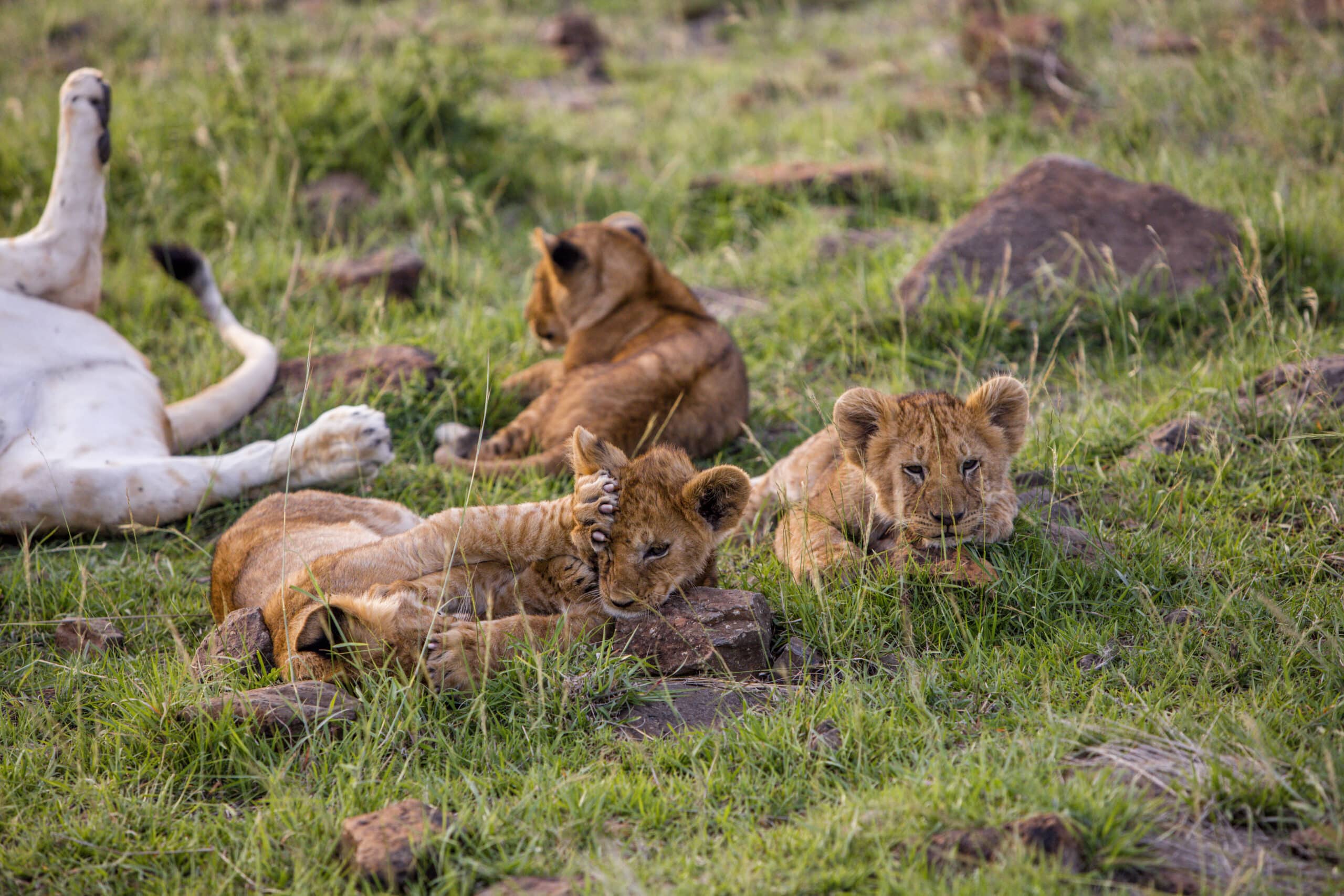 Zwei Löwenjunge liegen im Gras, im Hintergrund eine Löwin, die auf dem Rücken ruht, in einer natürlichen, grünen Savannenumgebung. © Fotografie Tomas Rodriguez