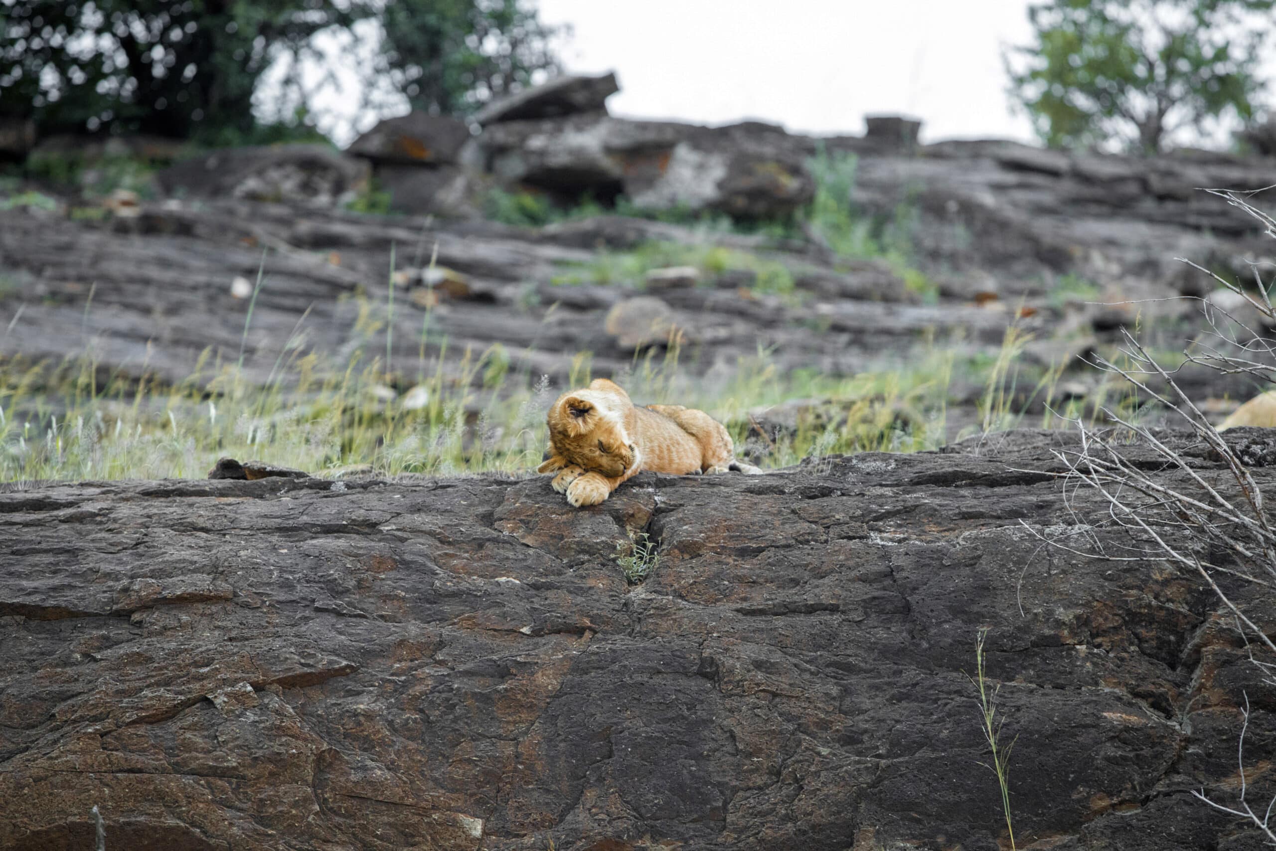 Ein Löwenjunges liegt auf einem Felsvorsprung und hat seinen Kopf auf seinen Vorderpfoten abgelegt. Im Hintergrund sind Grünflächen und weitere Felsen zu sehen. © Fotografie Tomas Rodriguez