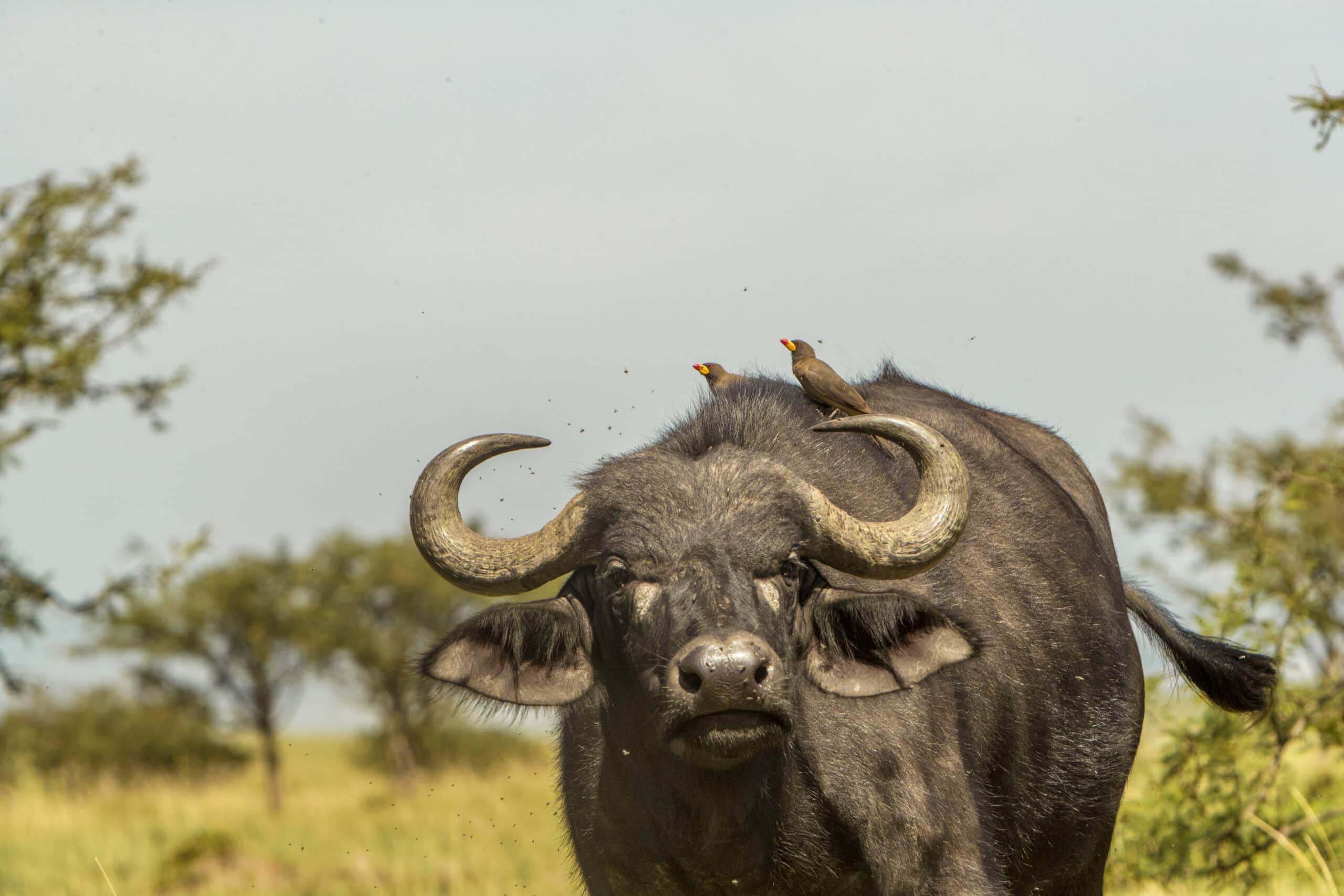 Ein Kaffernbüffel mit zwei Gelbschnabel-Madenhackern auf seinem Kopf steht auf einer Wiese unter einem klaren Himmel. © Fotografie Tomas Rodriguez