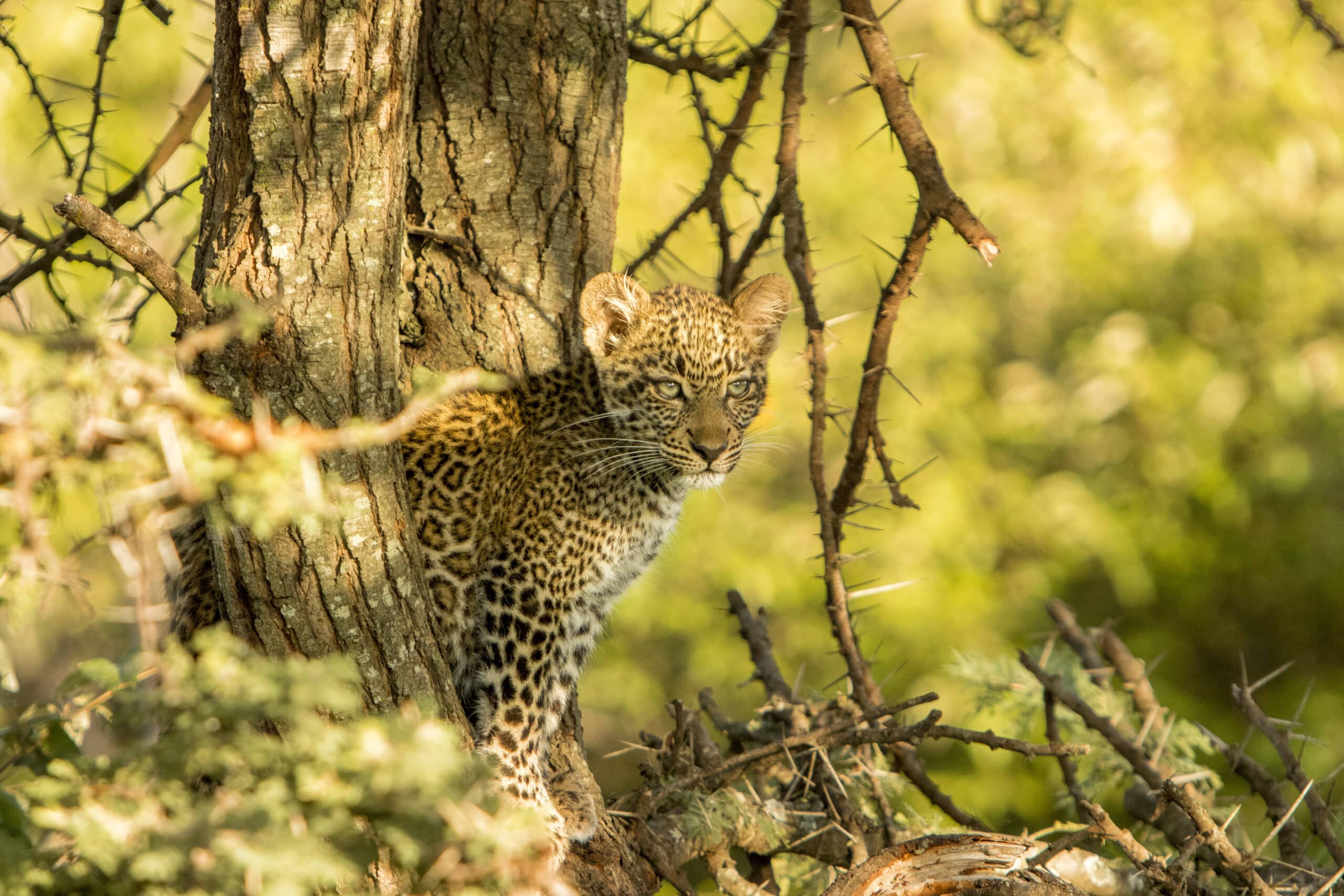 Ein junges Leopardenjunges lugt vorsichtig hinter einem Baumstamm in einem sonnendurchfluteten Wald hervor, umgeben von Grün und Zweigen. © Fotografie Tomas Rodriguez