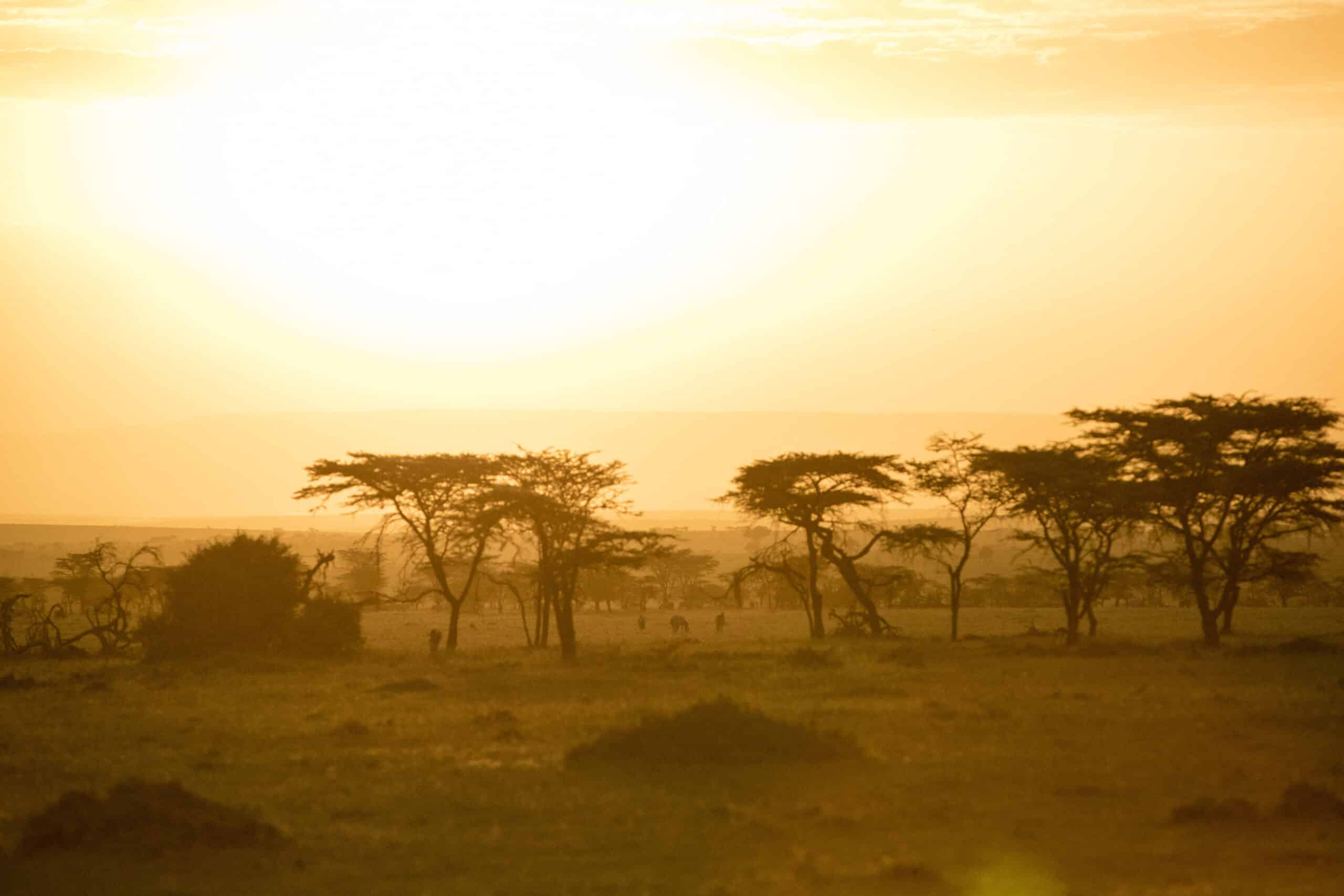 Ein ruhiger Sonnenuntergang wirft einen goldenen Schimmer über die Savanne und hebt die Silhouetten der Akazienbäume vor einem dunstigen Himmel hervor. © Fotografie Tomas Rodriguez