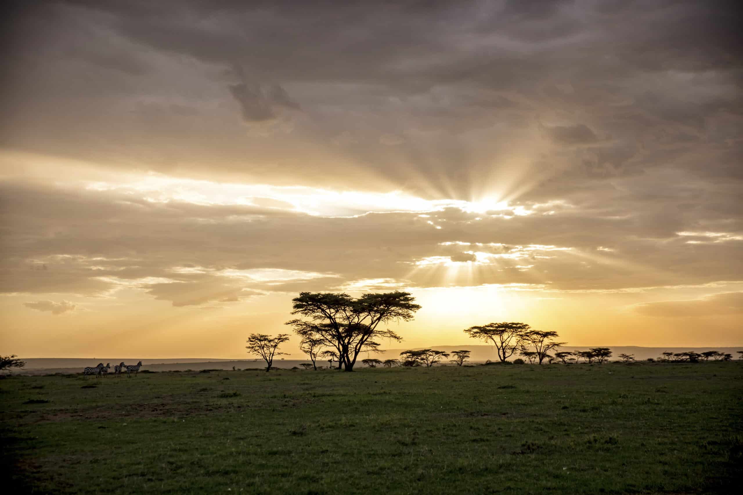 Ein beeindruckender Sonnenuntergang mit Strahlen, die durch die Wolken über einer Savanne mit Akazienbäumen und weit entfernter Tierwelt dringen und die ruhige und wilde Landschaft hervorheben. © Fotografie Tomas Rodriguez