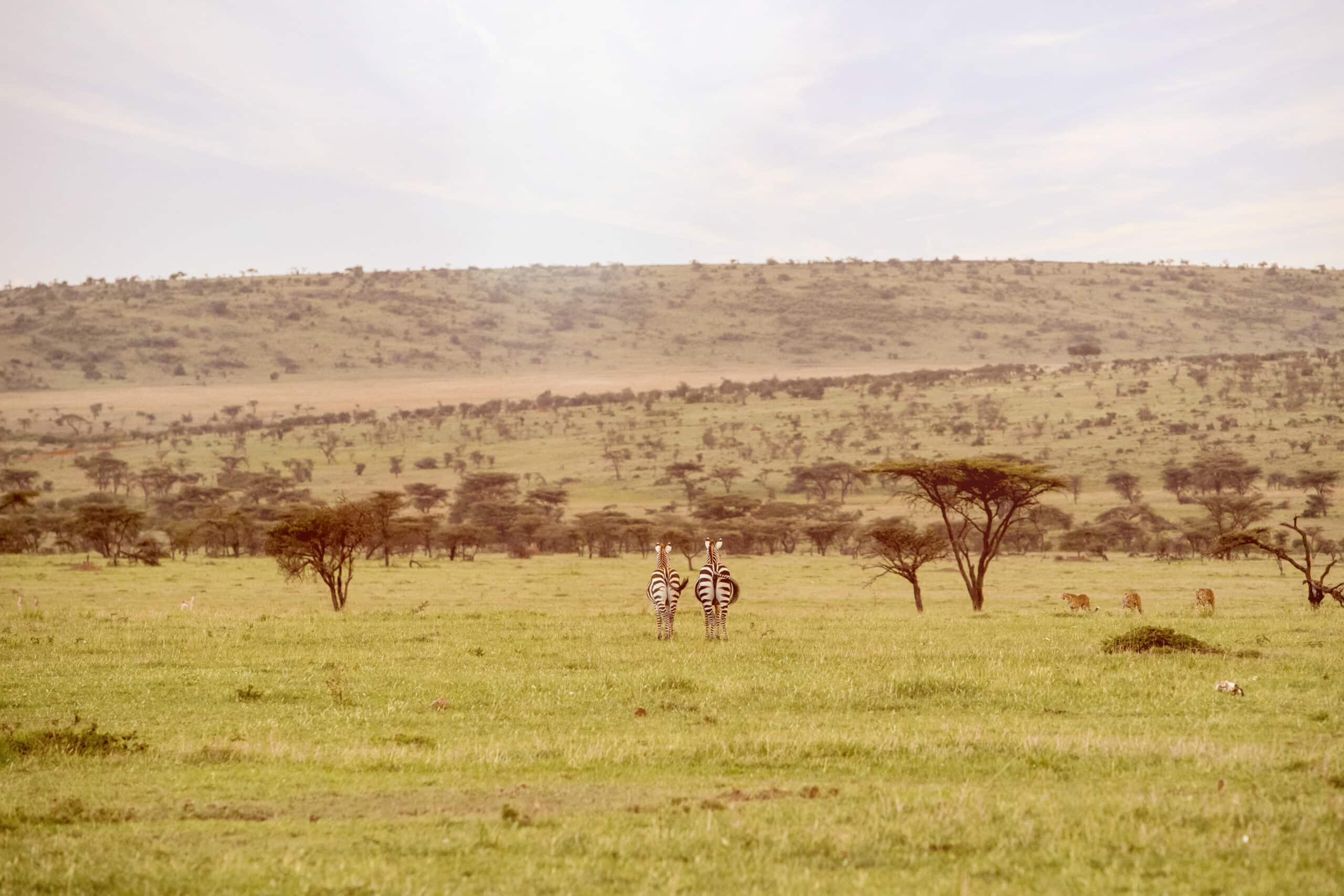 Eine ruhige Savannenlandschaft mit zwei Zebras, die inmitten von Gras, vereinzelten Bäumen und einem sanften Hügel in der Ferne unter einem dunstigen Himmel stehen. © Fotografie Tomas Rodriguez