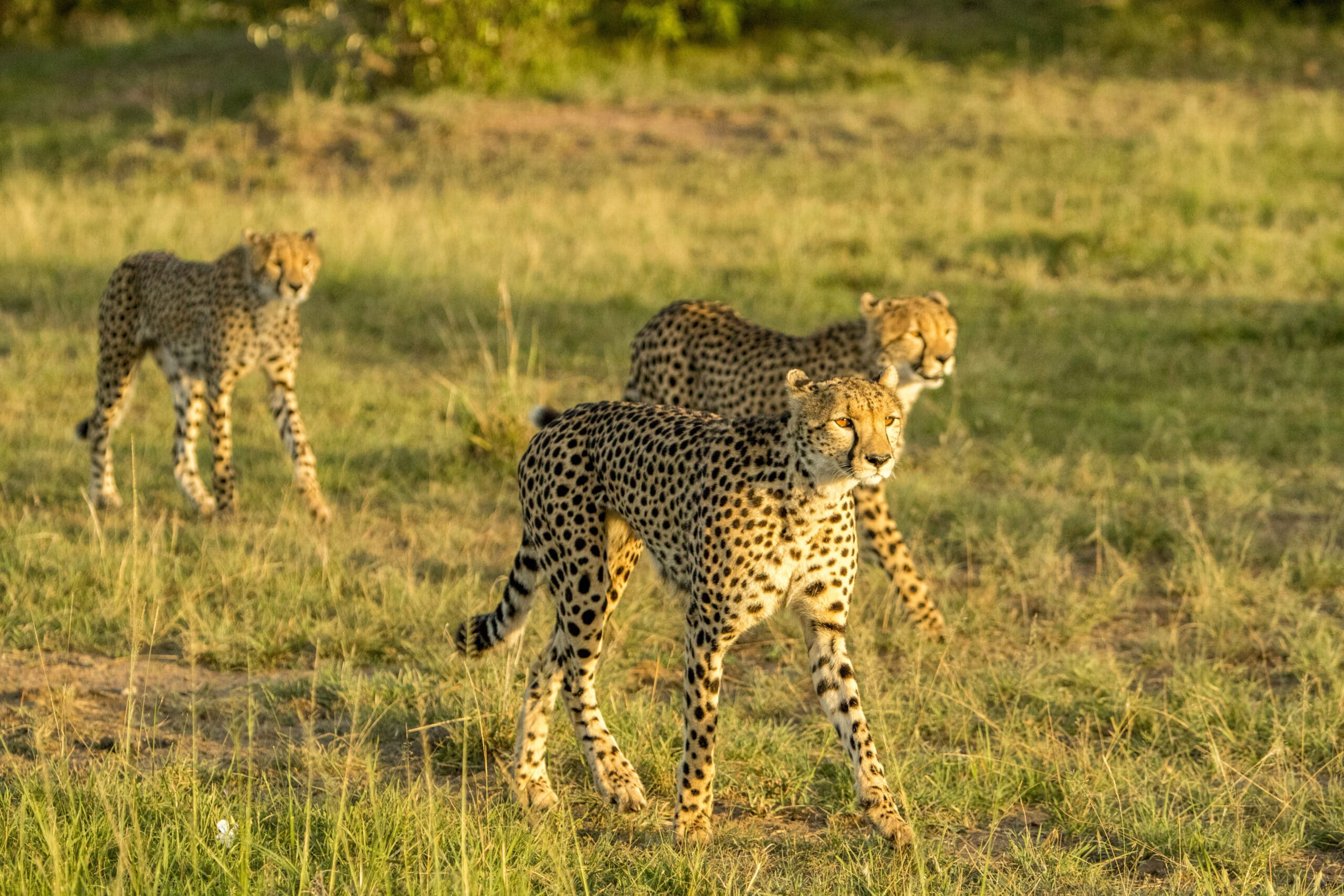 Drei Geparden laufen durch eine Graslandschaft, die vom sanften Abendsonnenlicht erhellt wird. Der Gepard im Vordergrund ist scharf zu sehen und blickt direkt in die Kamera. © Fotografie Tomas Rodriguez