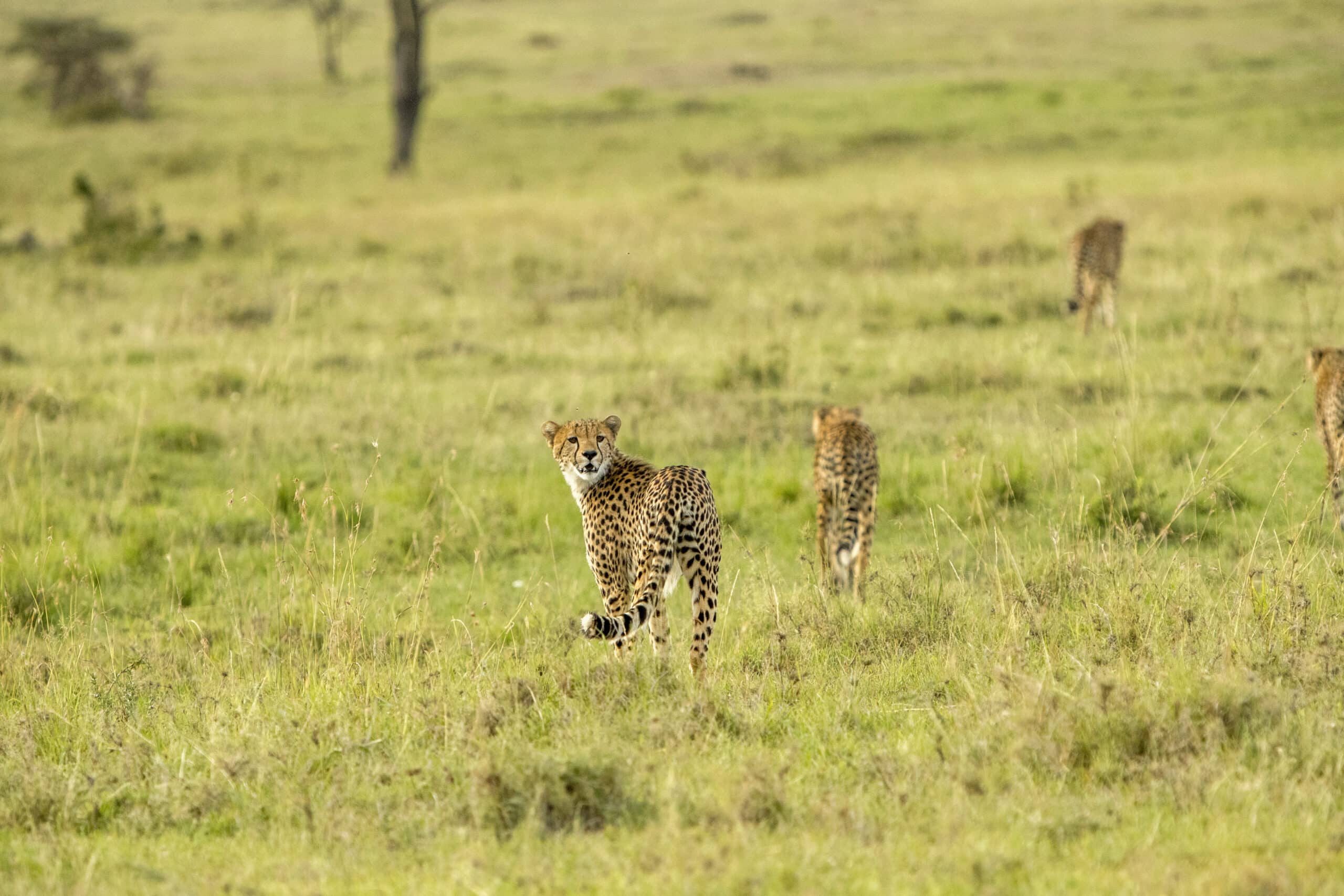Drei Geparden laufen durch eine grasbewachsene Savanne mit Bäumen im Hintergrund. Der nächste Gepard blickt in Richtung Kamera. © Fotografie Tomas Rodriguez