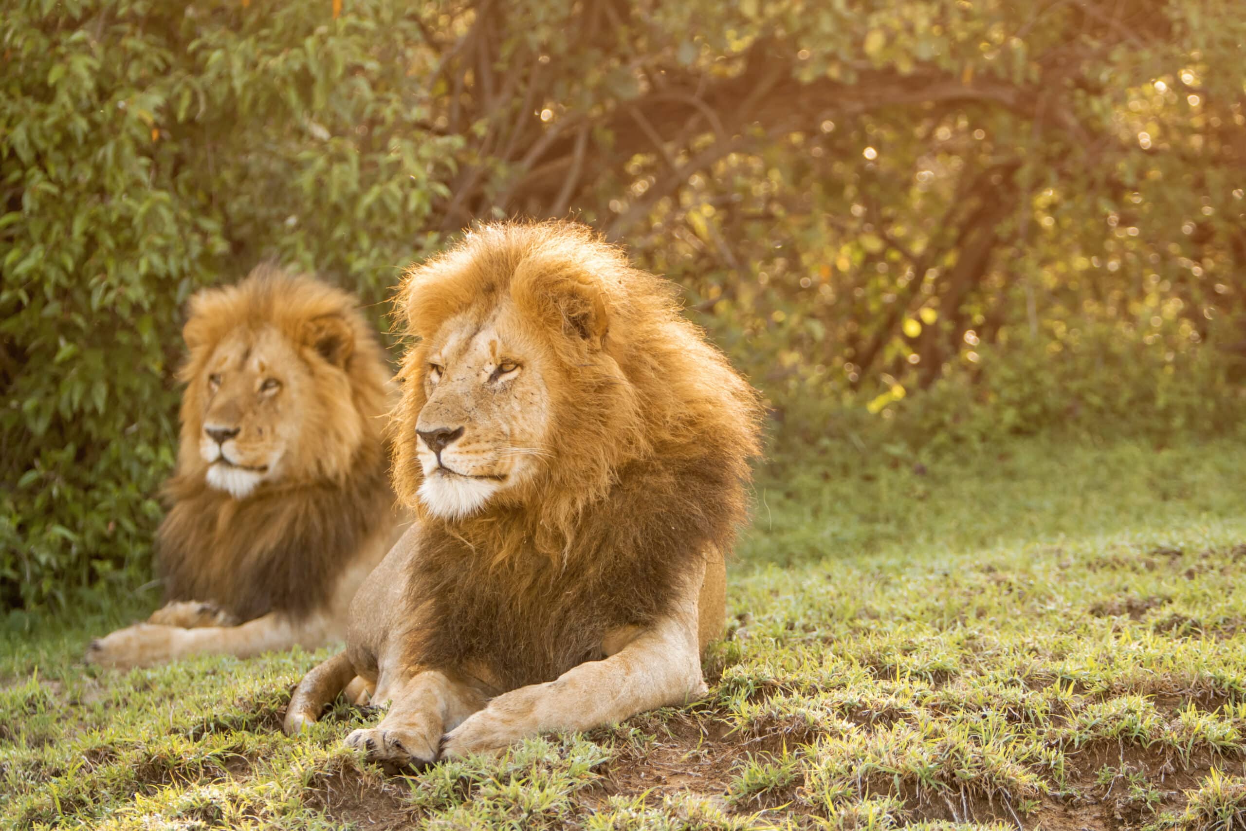 Zwei Löwen liegen im Gras, im Hintergrund fällt das Sonnenlicht durch die Bäume und hebt ihre majestätischen Mähnen und ihren friedlichen Gesichtsausdruck hervor. © Fotografie Tomas Rodriguez