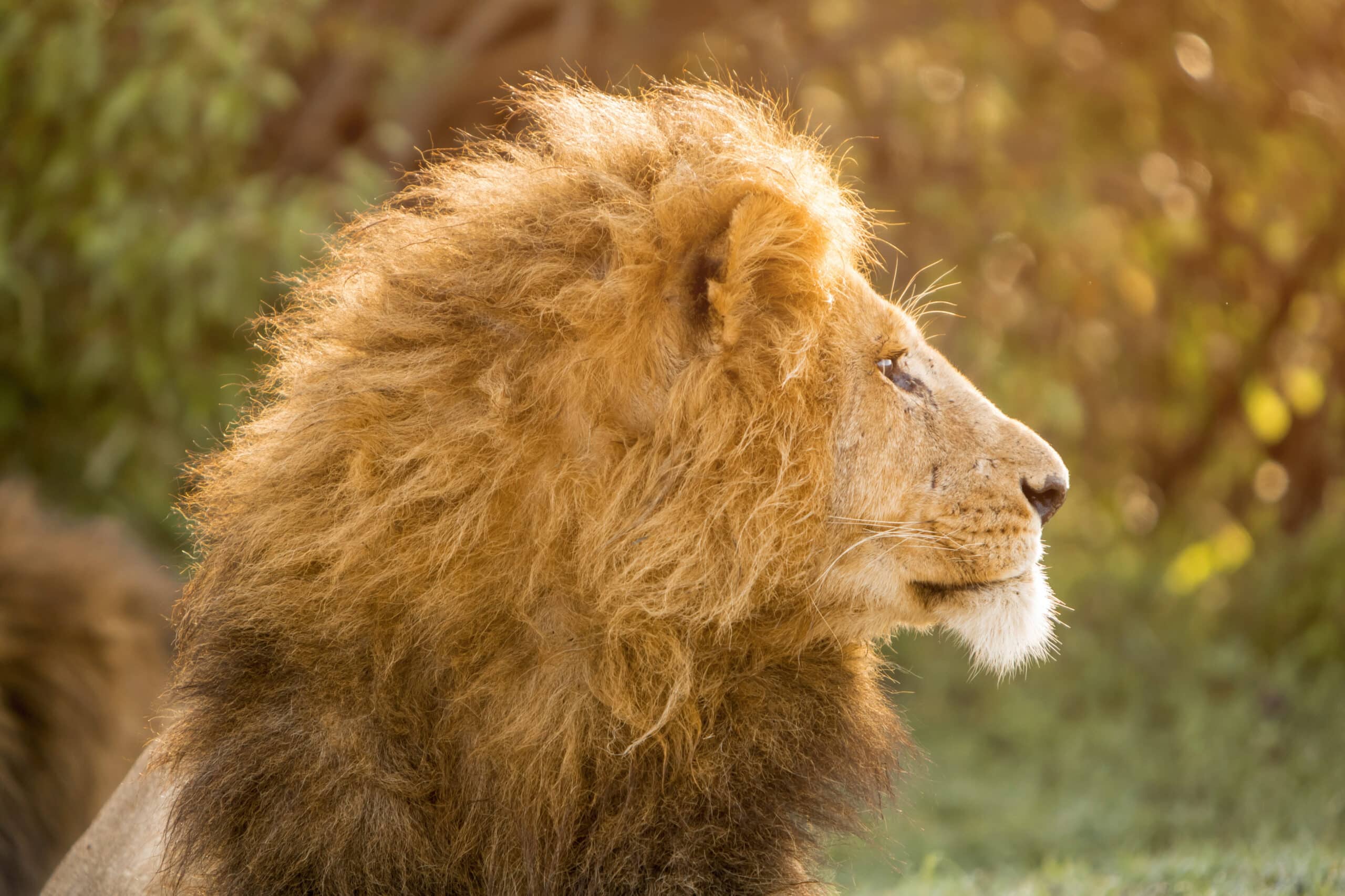Profil eines majestätischen Löwen mit voller Mähne, von warmem Sonnenlicht beleuchtet, vor einem unscharfen grünen Hintergrund. © Fotografie Tomas Rodriguez