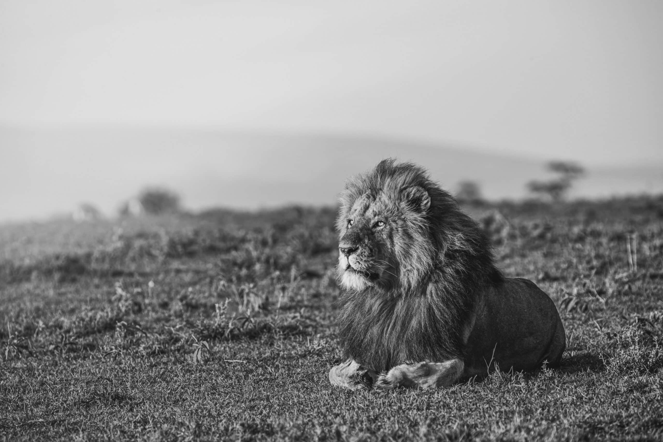 Ein majestätischer Löwe liegt in der grasbewachsenen Savanne und hat seinen Blick fest auf den Horizont gerichtet. Das Schwarzweißbild fängt einen heiteren und doch kraftvollen Moment ein. © Fotografie Tomas Rodriguez