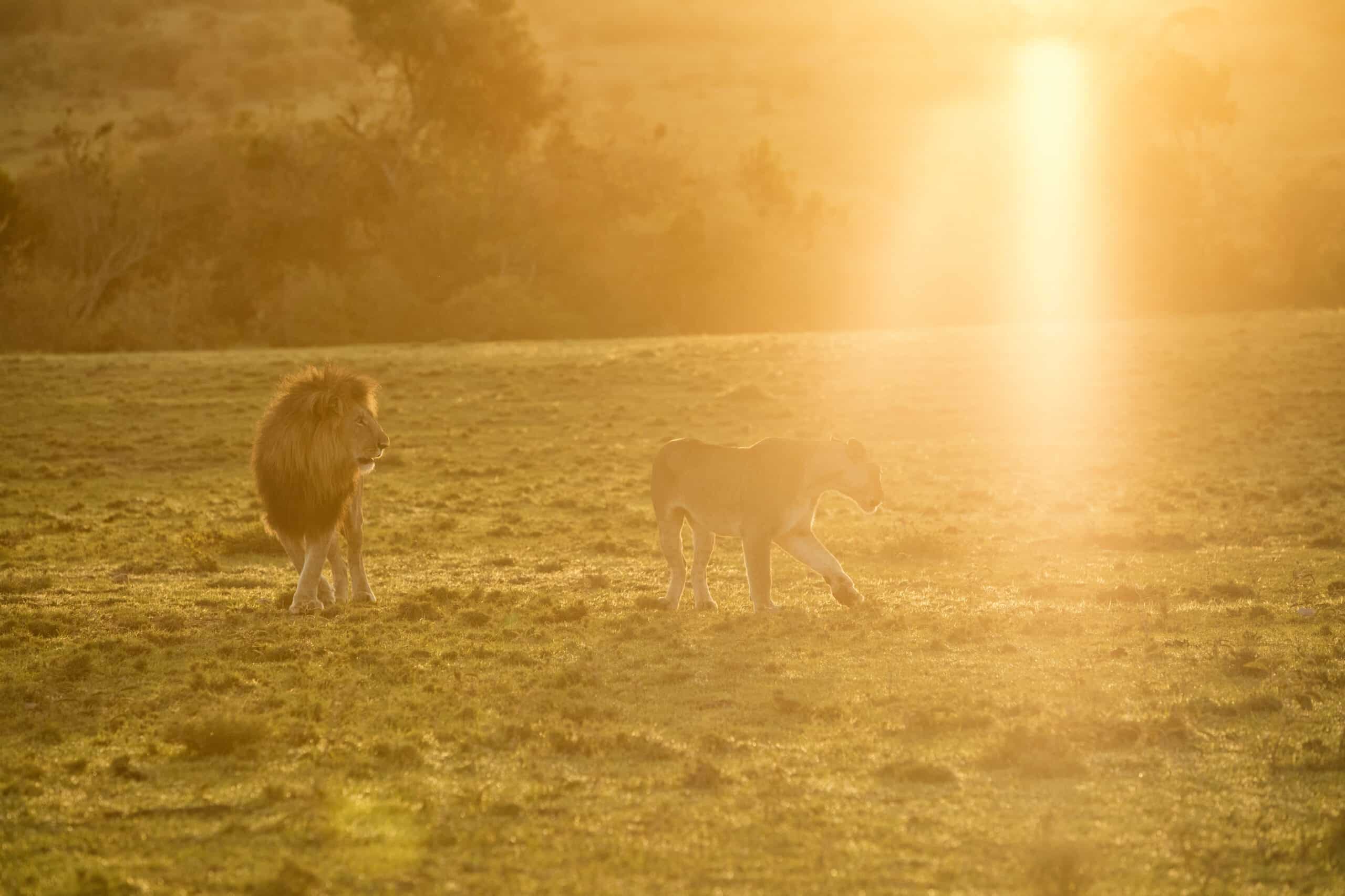 Ein männlicher Löwe und eine Löwin laufen über eine Grasfläche, die von einem goldenen Sonnenuntergang erhellt wird und einen lebhaften Glanz und lange Schatten auf die Landschaft wirft. © Fotografie Tomas Rodriguez