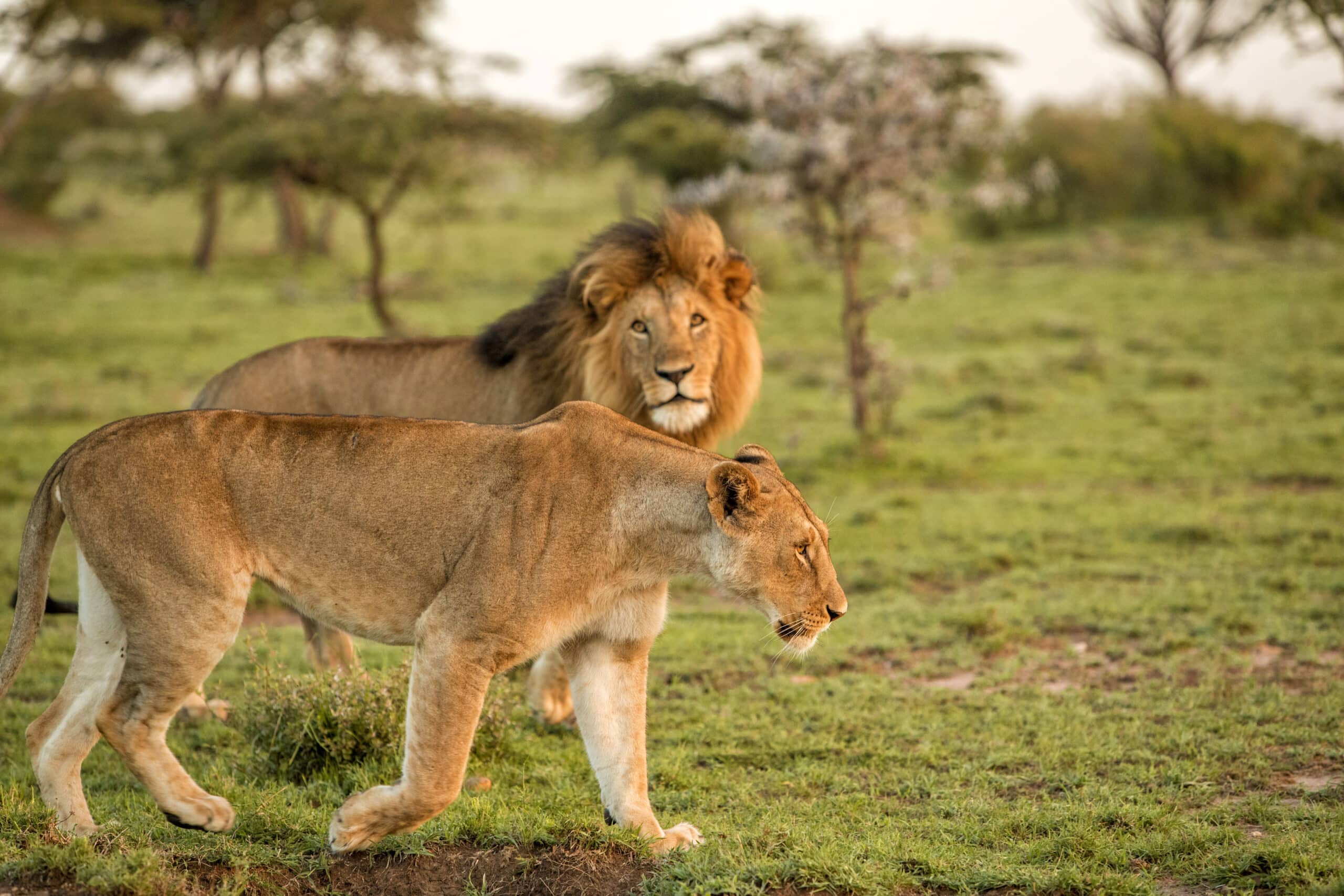 Zwei Löwen, ein Männchen und ein Weibchen, laufen durch eine grasbewachsene Savanne. Das Weibchen geht konzentriert voran, während das Männchen vor der Kulisse von Bäumen und sanftem Abendlicht dicht dahinter folgt. © Fotografie Tomas Rodriguez