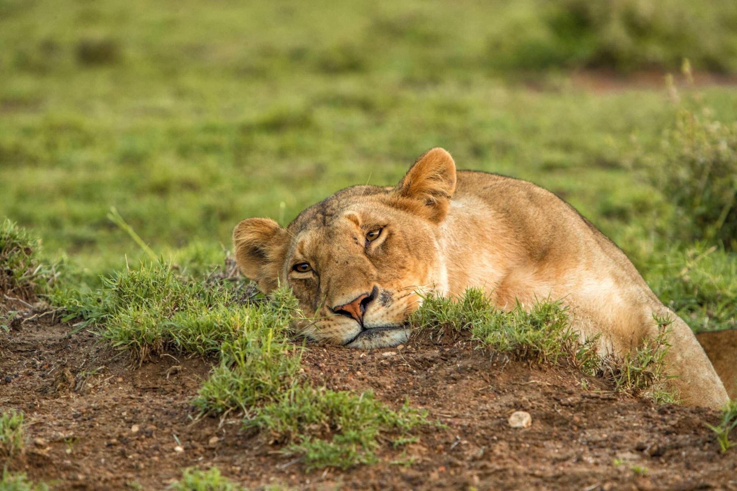 Eine Löwin, die ihren Kopf auf dem Boden ruht, umgeben von grünem Gras, mit konzentriertem und ruhigem Gesichtsausdruck. © Fotografie Tomas Rodriguez