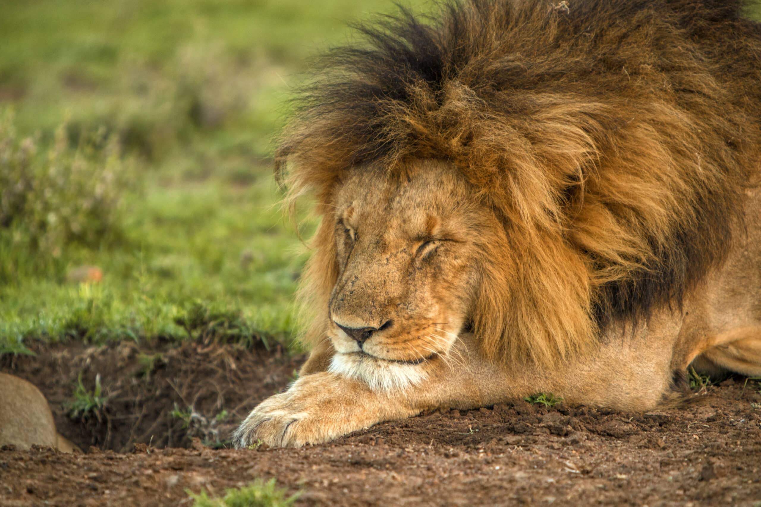 Ein männlicher Löwe mit üppiger Mähne legt seinen Kopf mit geschlossenen Augen auf seine Pfote, in einer ruhigen natürlichen Umgebung mit grünem Gras und weicher Erde. © Fotografie Tomas Rodriguez