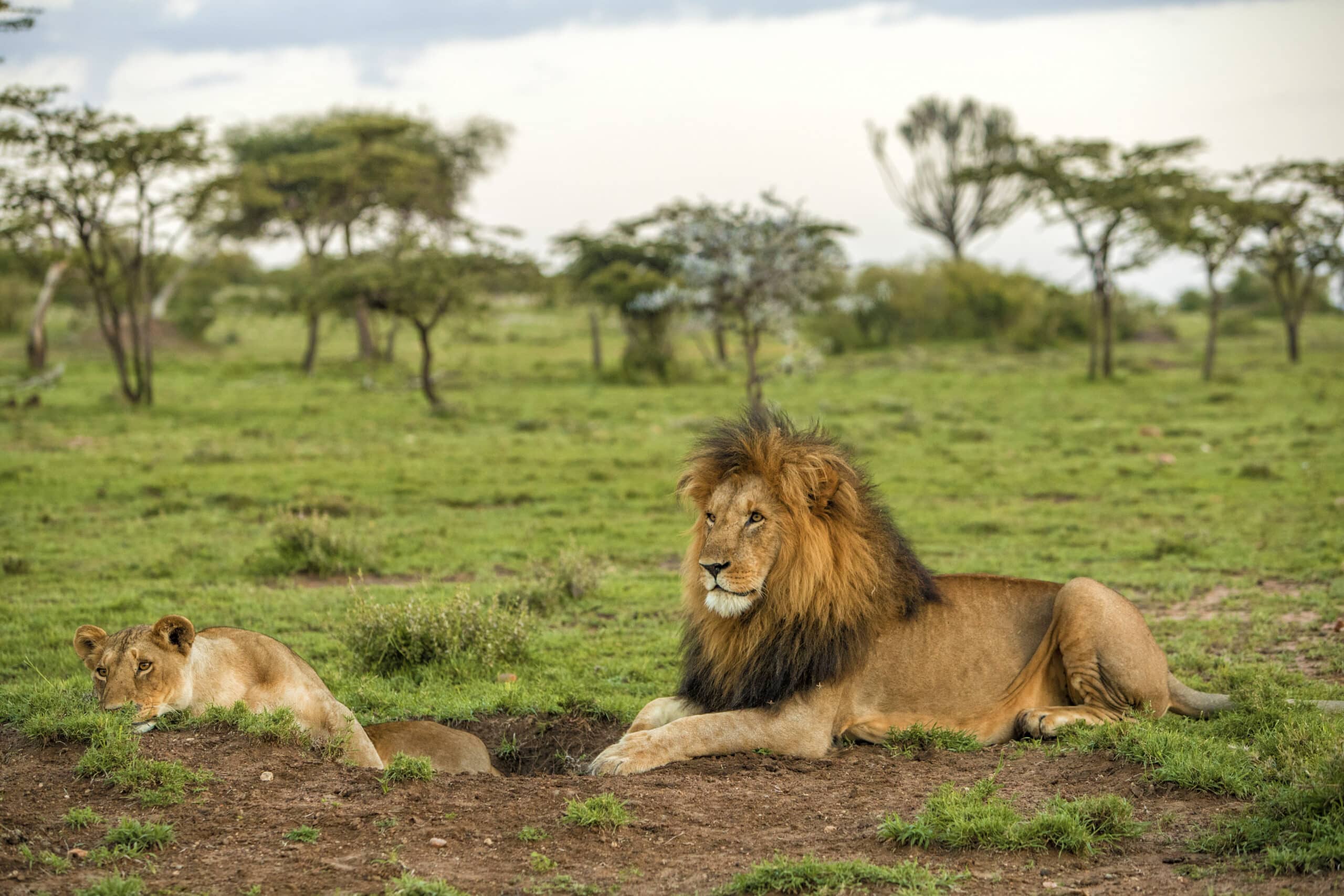 Ein männlicher Löwe mit majestätischer Mähne und eine Löwin liegen im grünen Gras vor einer Kulisse verstreuter Bäume unter einem bewölkten Himmel in der Savanne. © Fotografie Tomas Rodriguez