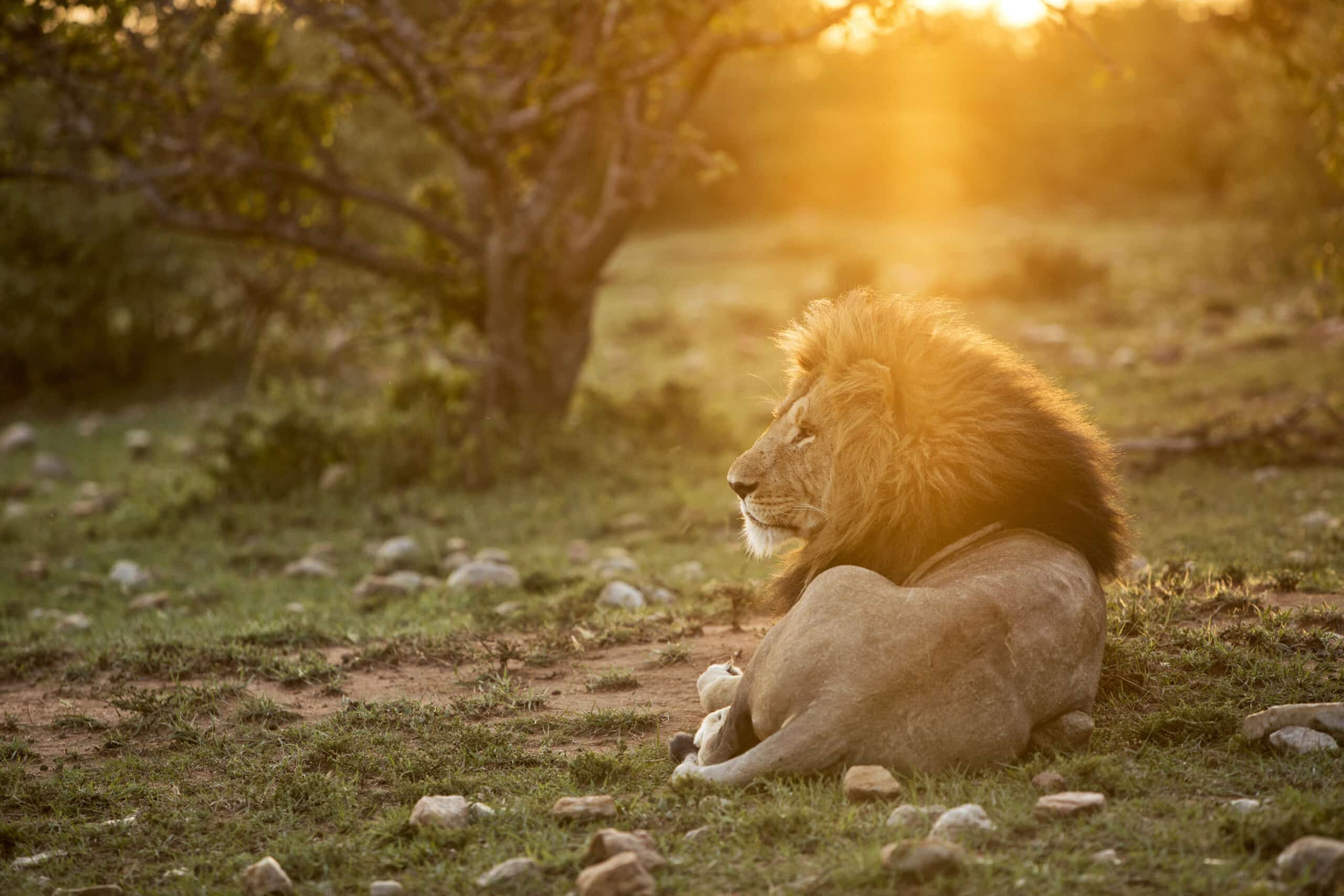 Ein majestätischer Löwe liegt mit seiner langen Mähne im leuchtenden Licht des Sonnenuntergangs in einer ruhigen Savannenlandschaft auf dem Boden. © Fotografie Tomas Rodriguez