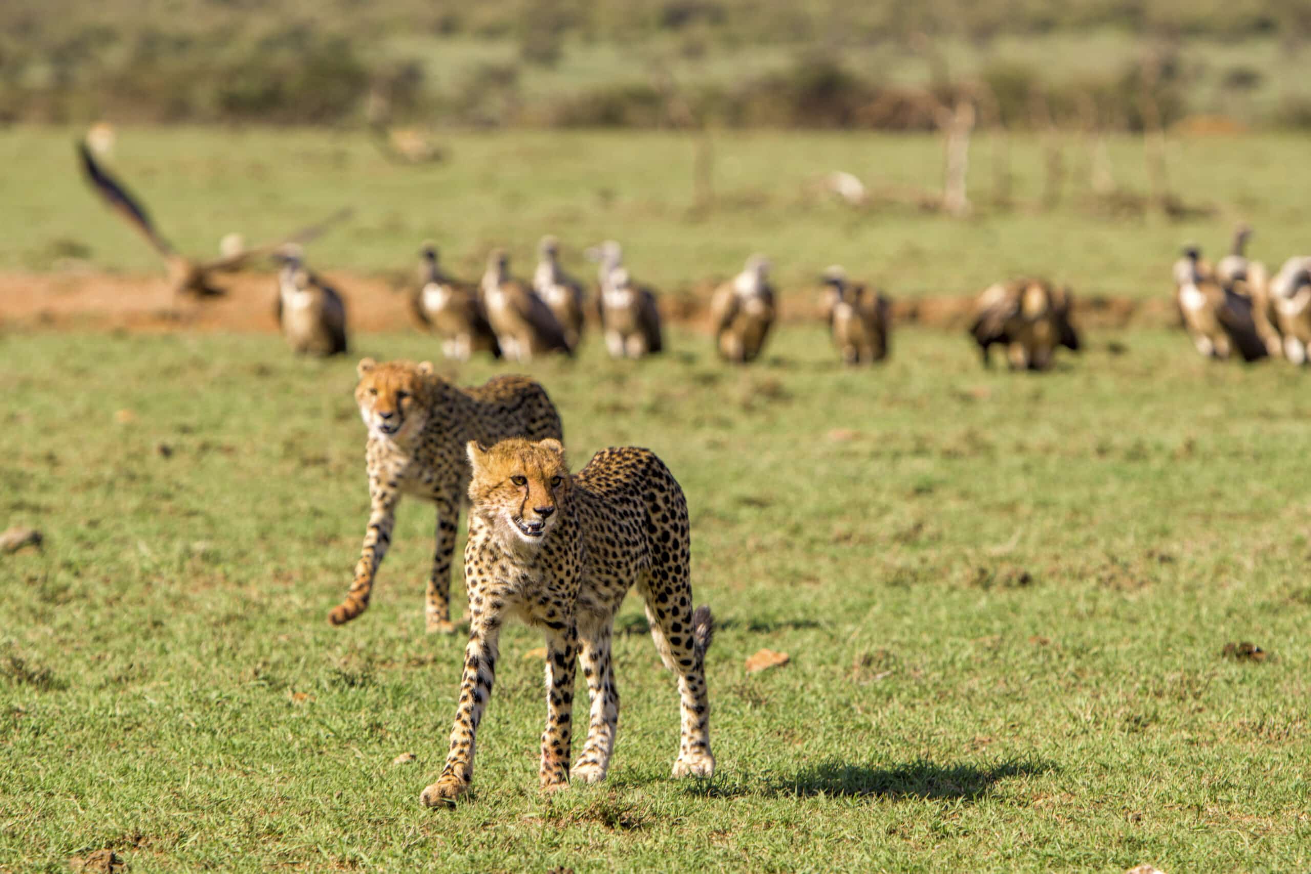 Zwei Geparden laufen durch das Gras, im Hintergrund eine Gruppe Geier. Die Szene fängt einen typischen Tag in der afrikanischen Savanne ein. © Fotografie Tomas Rodriguez