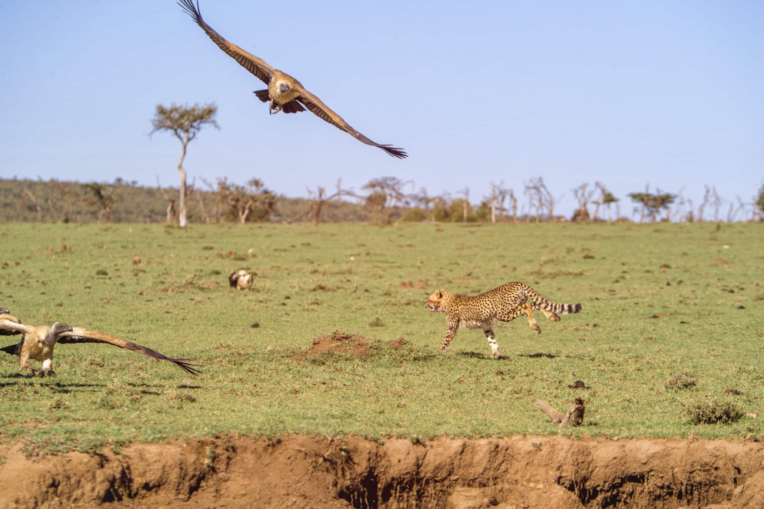 Ein Gepard, der über eine grasbewachsene Savanne rennt, über ihm fliegt ein großer Vogel, und in der Umgebung sind mehrere andere Vögel verstreut. Im Hintergrund sind vereinzelt Bäume zu sehen, und der Himmel ist klar. © Fotografie Tomas Rodriguez