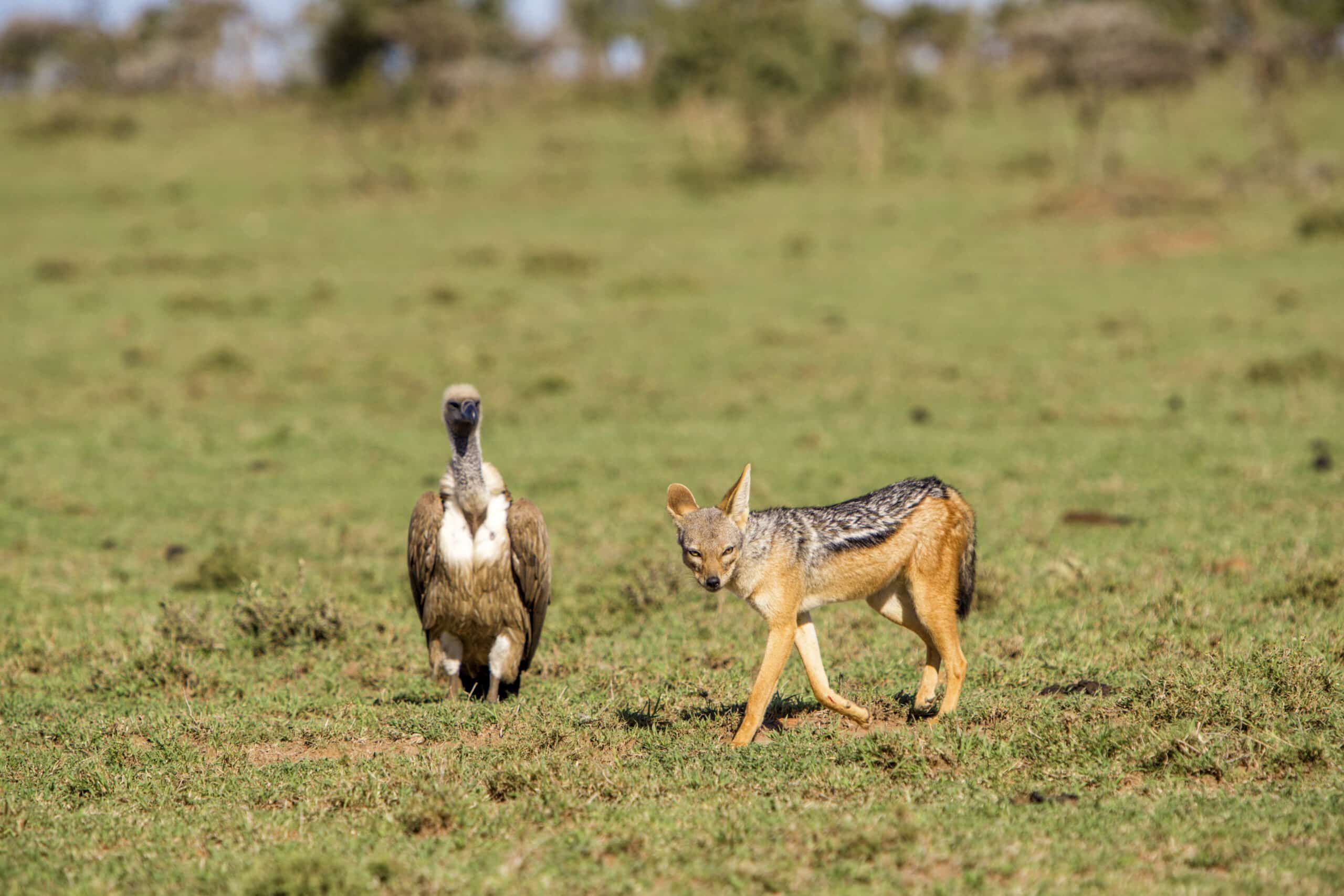 Ein Schakal läuft unter klarem Himmel über eine Wiese, hinter ihm steht ein Geier. Beide Tiere befinden sich in ihrem natürlichen Lebensraum und stellen eine typische Wildtierszene dar. © Fotografie Tomas Rodriguez