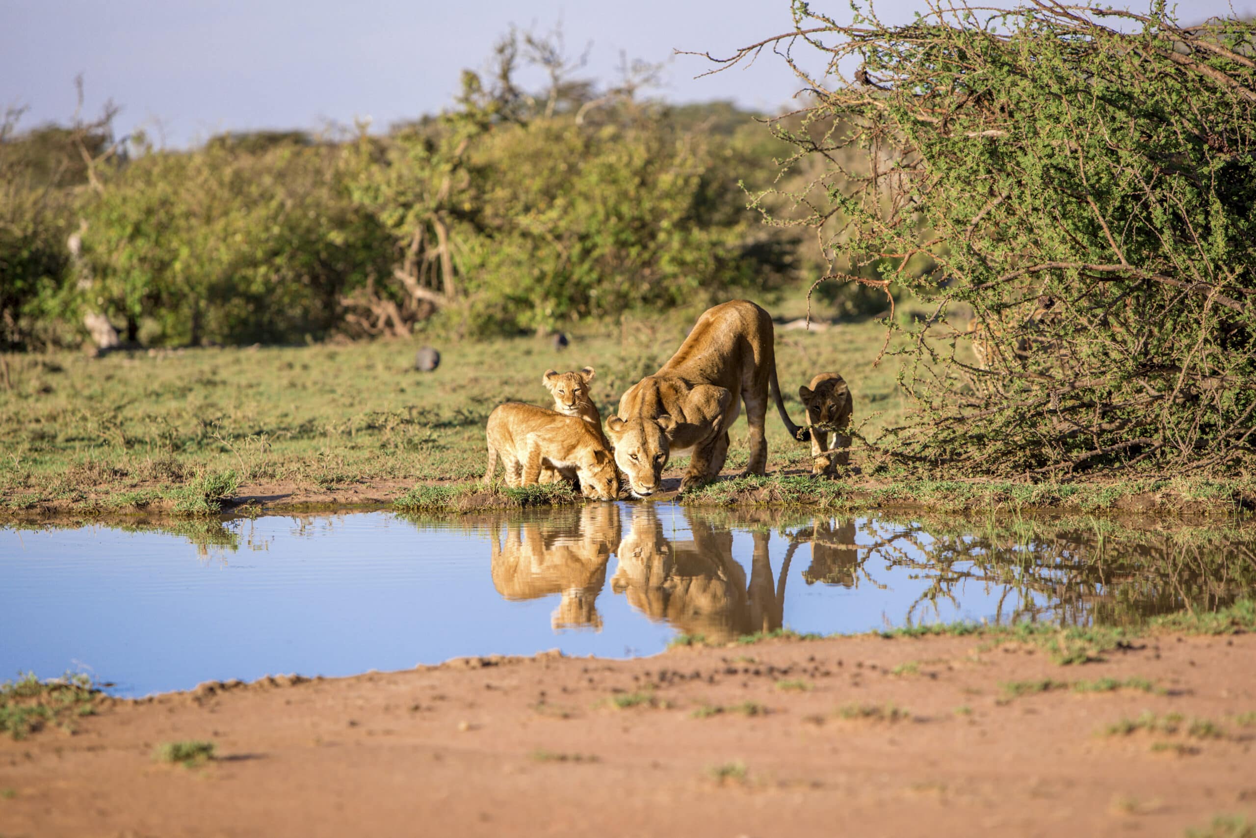 Eine Löwin und ihre drei Jungen trinken aus einem ruhigen Wasserloch in einer grasbewachsenen, buschigen Landschaft. Die Spiegelung der Löwen ist im Wasser deutlich zu erkennen und die umgebende Vegetation bietet eine natürliche Kulisse. © Fotografie Tomas Rodriguez