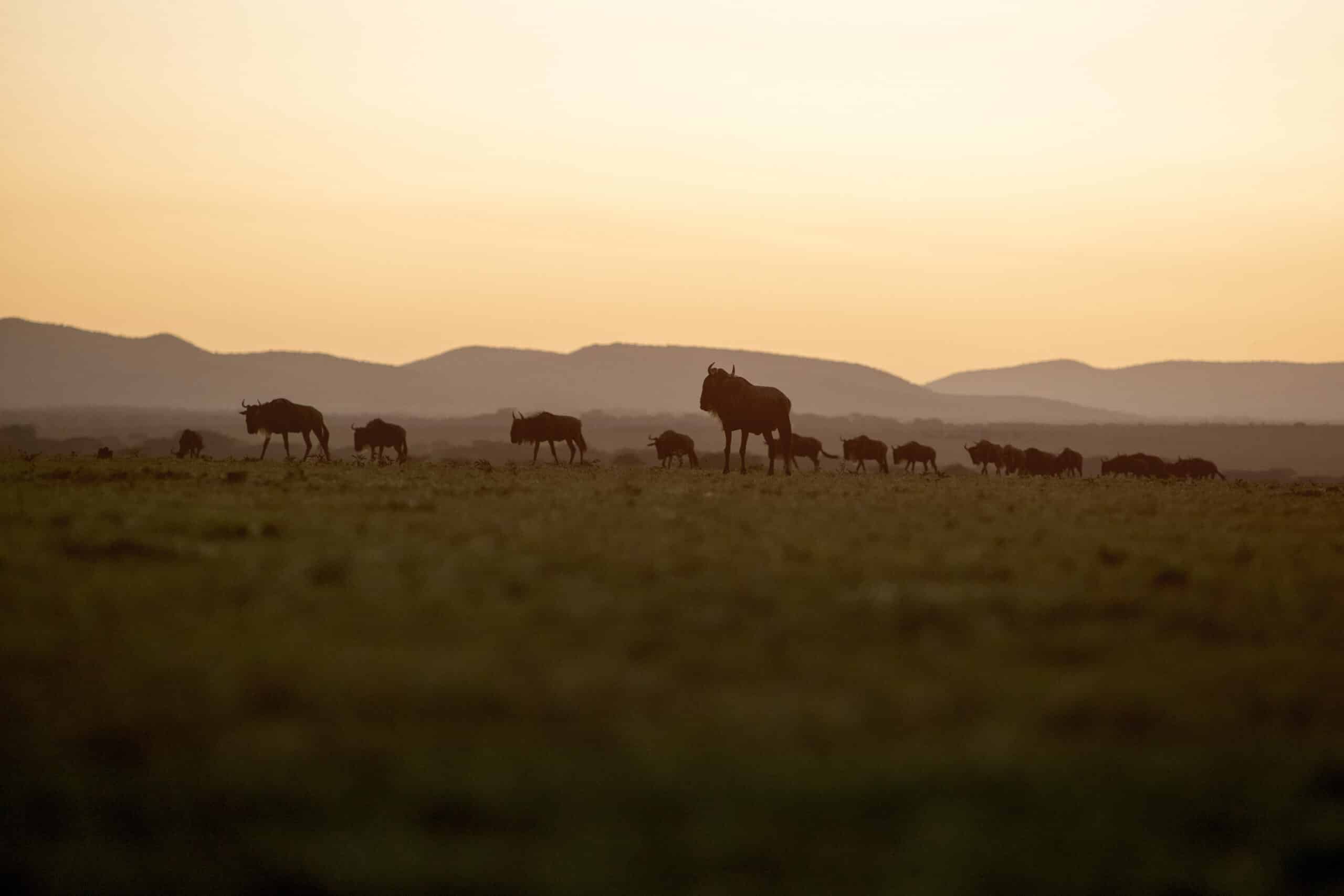 Silhouetten von Gnus, die bei Sonnenuntergang auf einer offenen Ebene stehen und grasen, während die Berge in der Ferne einen dunstigen, vielschichtigen Hintergrund bilden. Der Himmel ist ein Farbverlauf aus warmen Farben, der von blassem Gelb am Horizont zu dunkleren Tönen weiter oben übergeht. © Fotografie Tomas Rodriguez