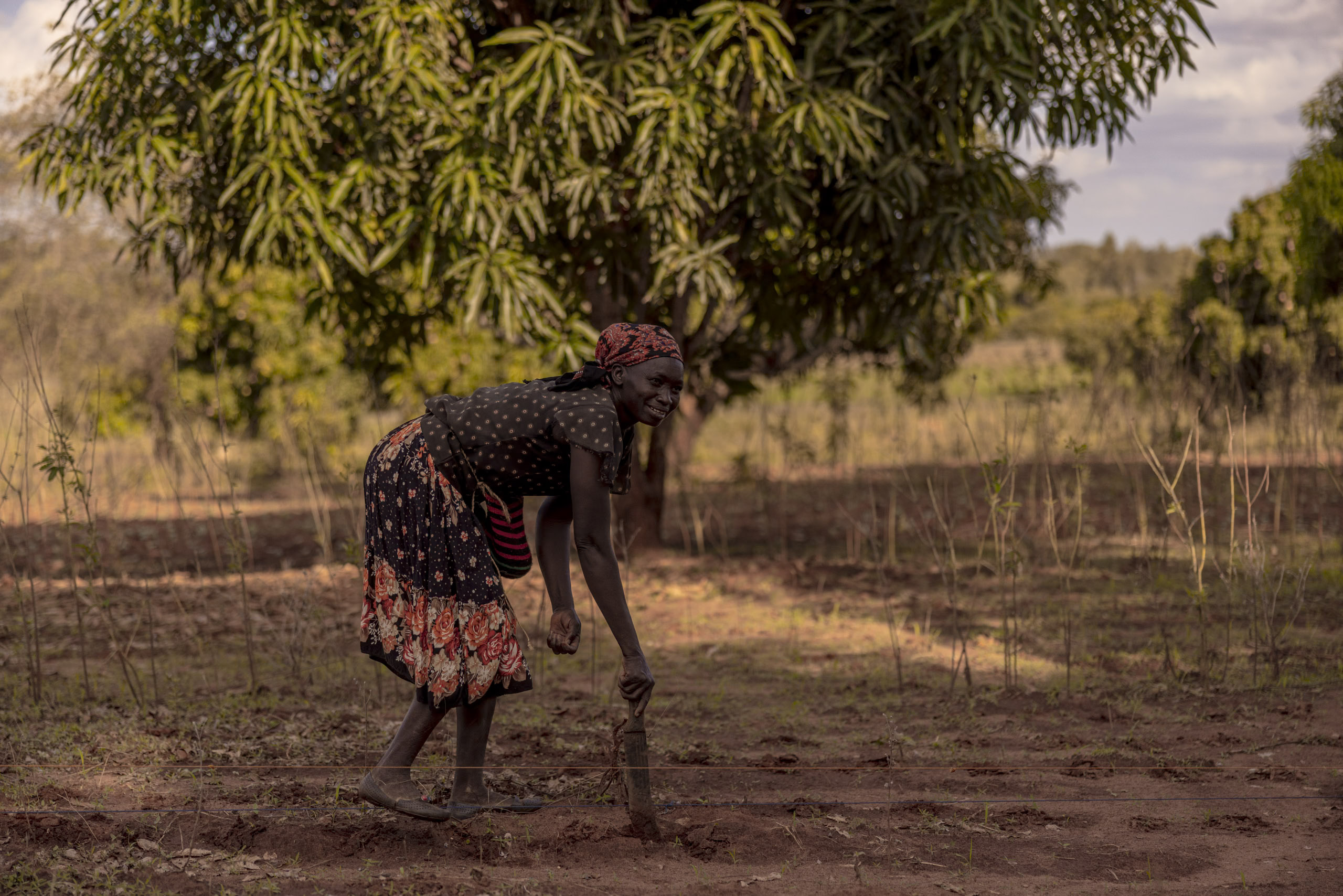 Eine Frau in einem gemusterten Kleid und Kopftuch bückt sich, während sie mit einer Hacke den Boden unter einem Baum in einer ländlichen Landschaft umgräbt. © Fotografie Tomas Rodriguez