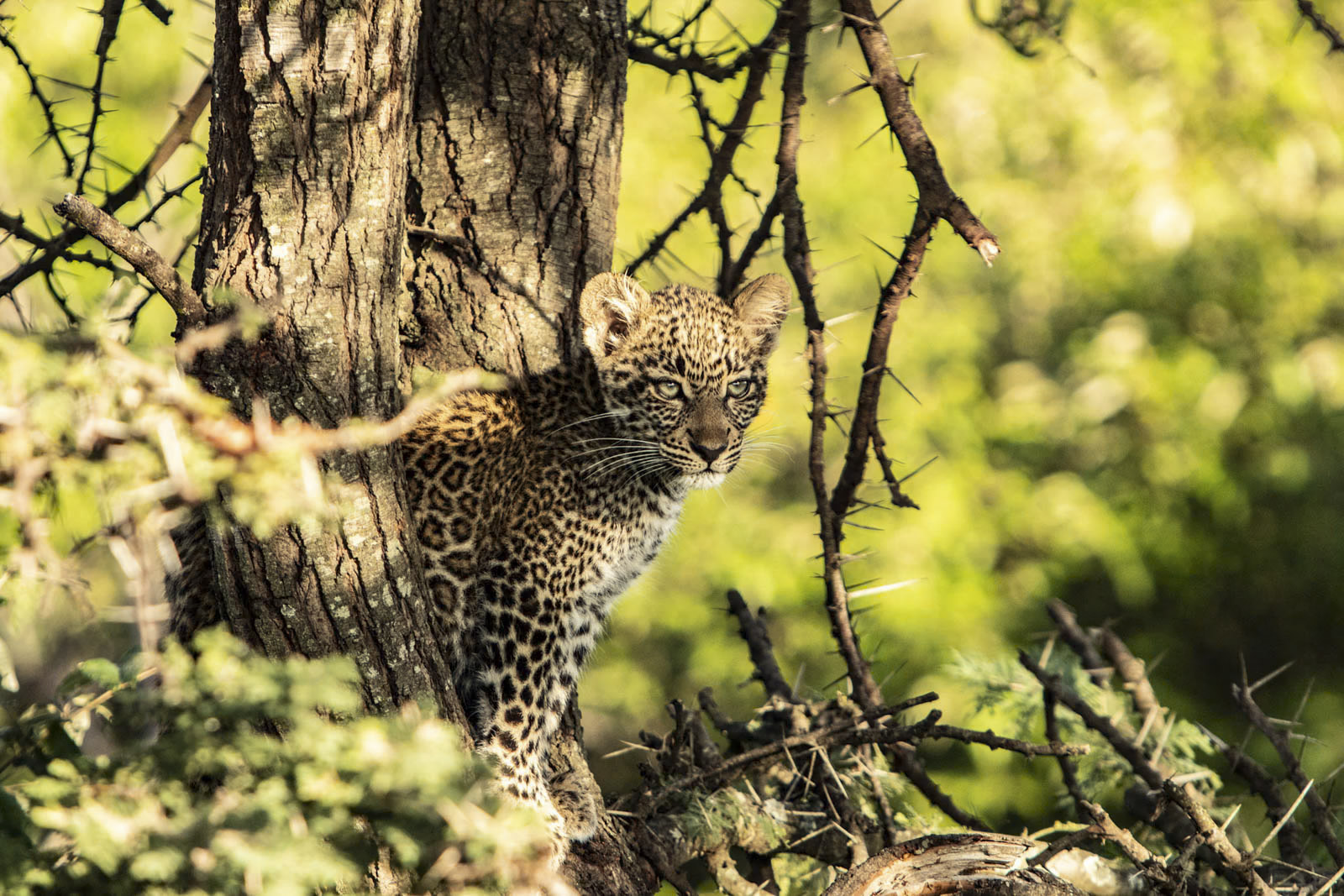 Ein junger Leopard steht auf einem Ast, umgeben von dichtem, grünem Laub. Das Fell des Leoparden weist deutliche Rosettenmuster auf und das Sonnenlicht fällt durch die Äste und wirft gesprenkelte Schatten darauf. Der Leopard wirkt wachsam und blickt aufmerksam nach vorne. © Fotografie Tomas Rodriguez