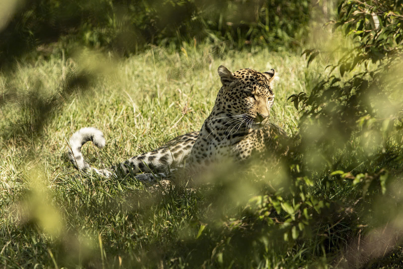 Ein Leopard liegt im Gras und ist teilweise durch das Laub im Vordergrund verdeckt. Er blickt aufmerksam nach rechts und hebt sein geflecktes Fell vom sonnenbeschienenen Grün seiner Umgebung ab. © Fotografie Tomas Rodriguez