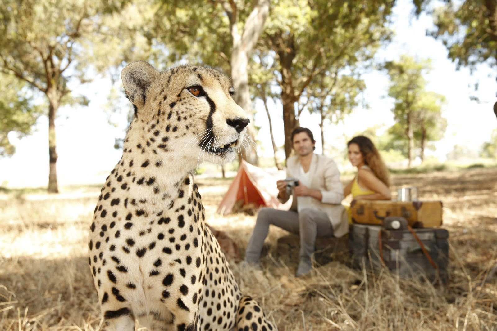 Ein Gepard sitzt im Vordergrund einer ruhigen Naturkulisse. Dahinter sitzen ein Mann und eine Frau neben einem Zelt mit Campingausrüstung und konzentrieren sich auf den Geparden. Die Szene ist von Bäumen umgeben und in natürliches Licht getaucht, was an eine Safari oder ein Naturabenteuer erinnert. © Fotografie Tomas Rodriguez