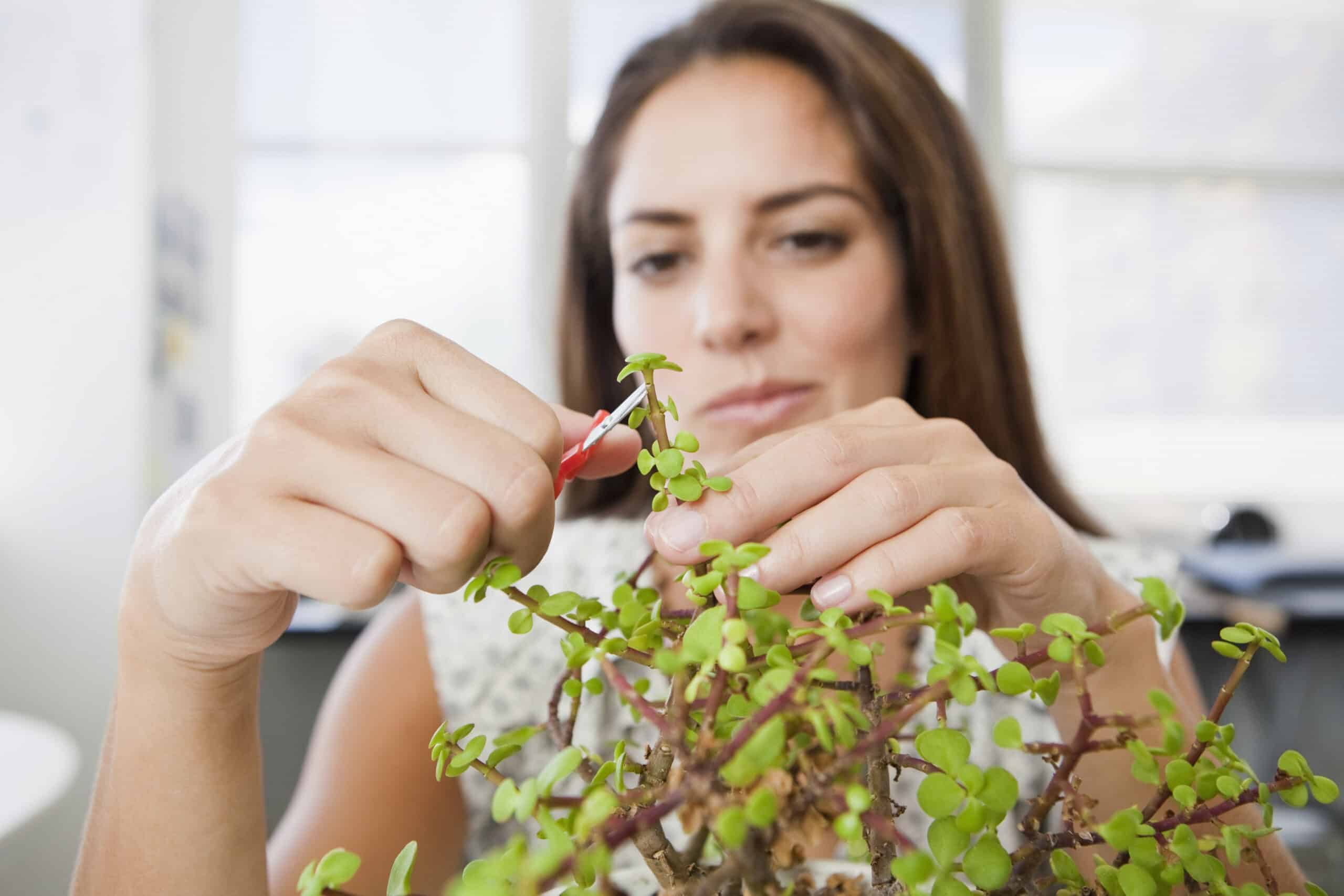 Eine Person mit langen Haaren beschneidet vorsichtig eine kleine Pflanze mit einer Gartenschere mit rotem Griff. Der Hintergrund ist leicht verschwommen, sodass die Aufmerksamkeit auf die Person und die Pflanze gelenkt wird, die sie pflegt. © Fotografie Tomas Rodriguez