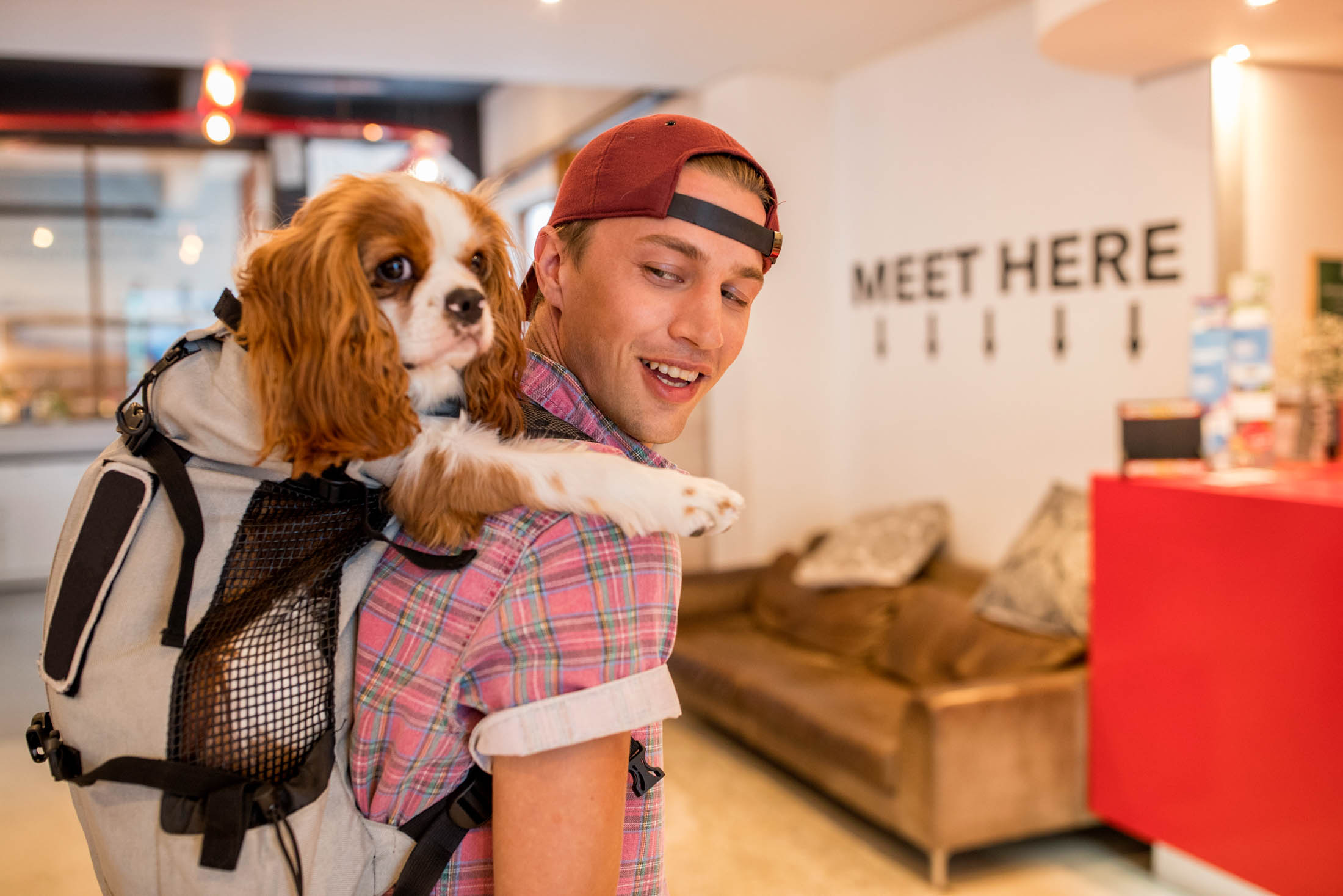 Ein lächelnder junger Mann mit Mütze trägt einen braun-weißen Cavalier King Charles Spaniel in einem Rucksack in einem modernen Café. Der Hund sieht entspannt aus und die Atmosphäre ist gemütlich. © Fotografie Tomas Rodriguez