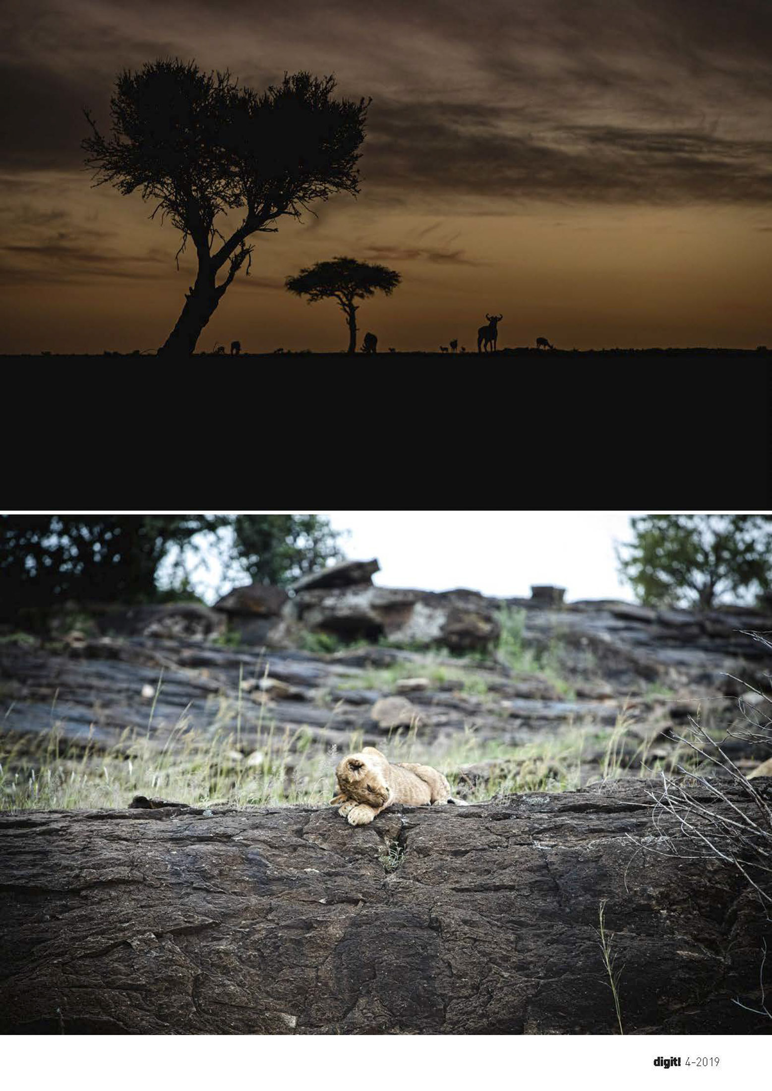 Eine ruhige afrikanische Landschaft bei Sonnenaufgang mit einer Akazie, die sich vor einem orangefarbenen Himmel abzeichnet, und einer Giraffe in der Ferne. Im Vordergrund ruht ein Löwe auf einem Felsvorsprung. © Fotografie Tomas Rodriguez