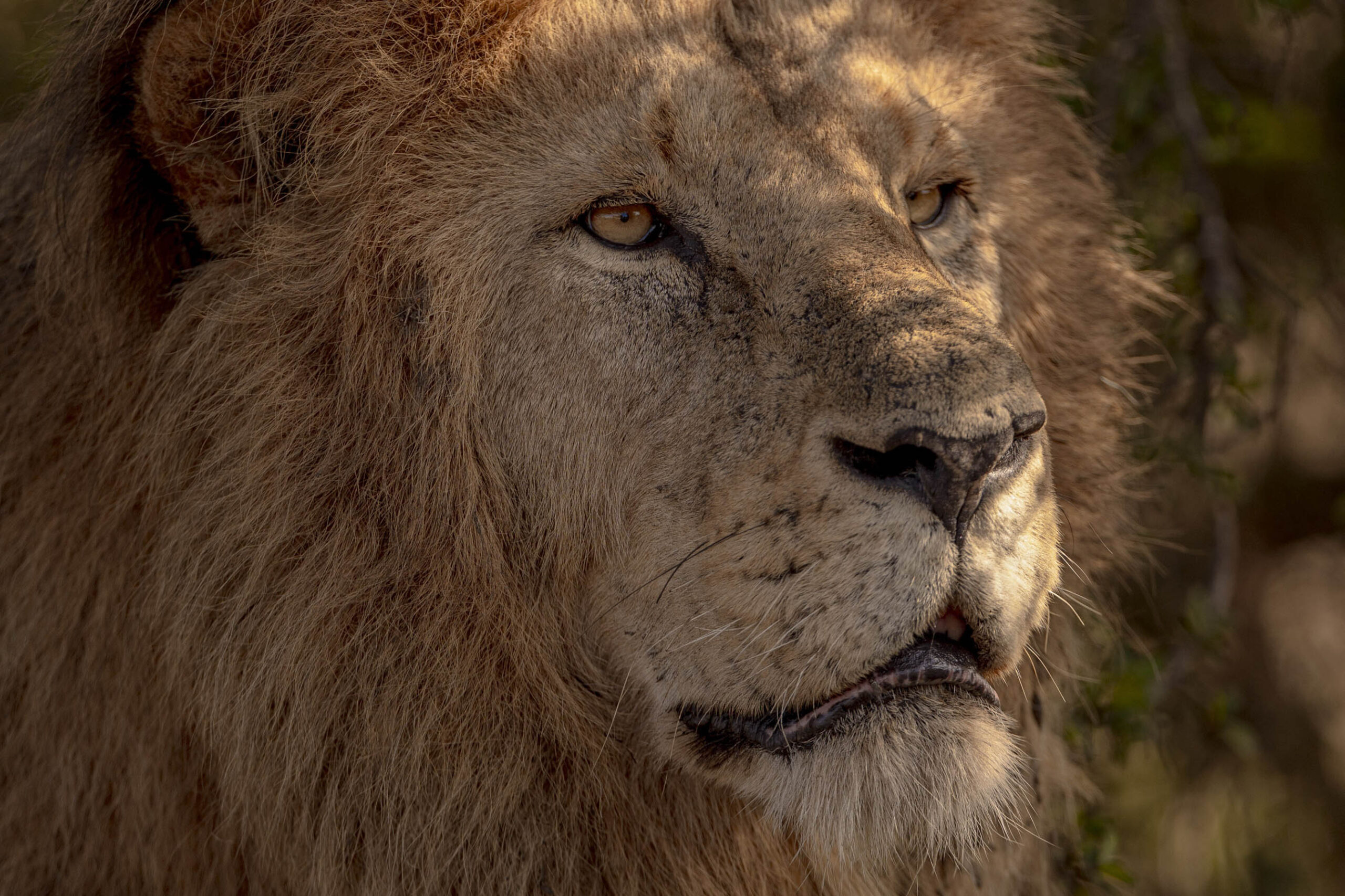 The lion, Kenya