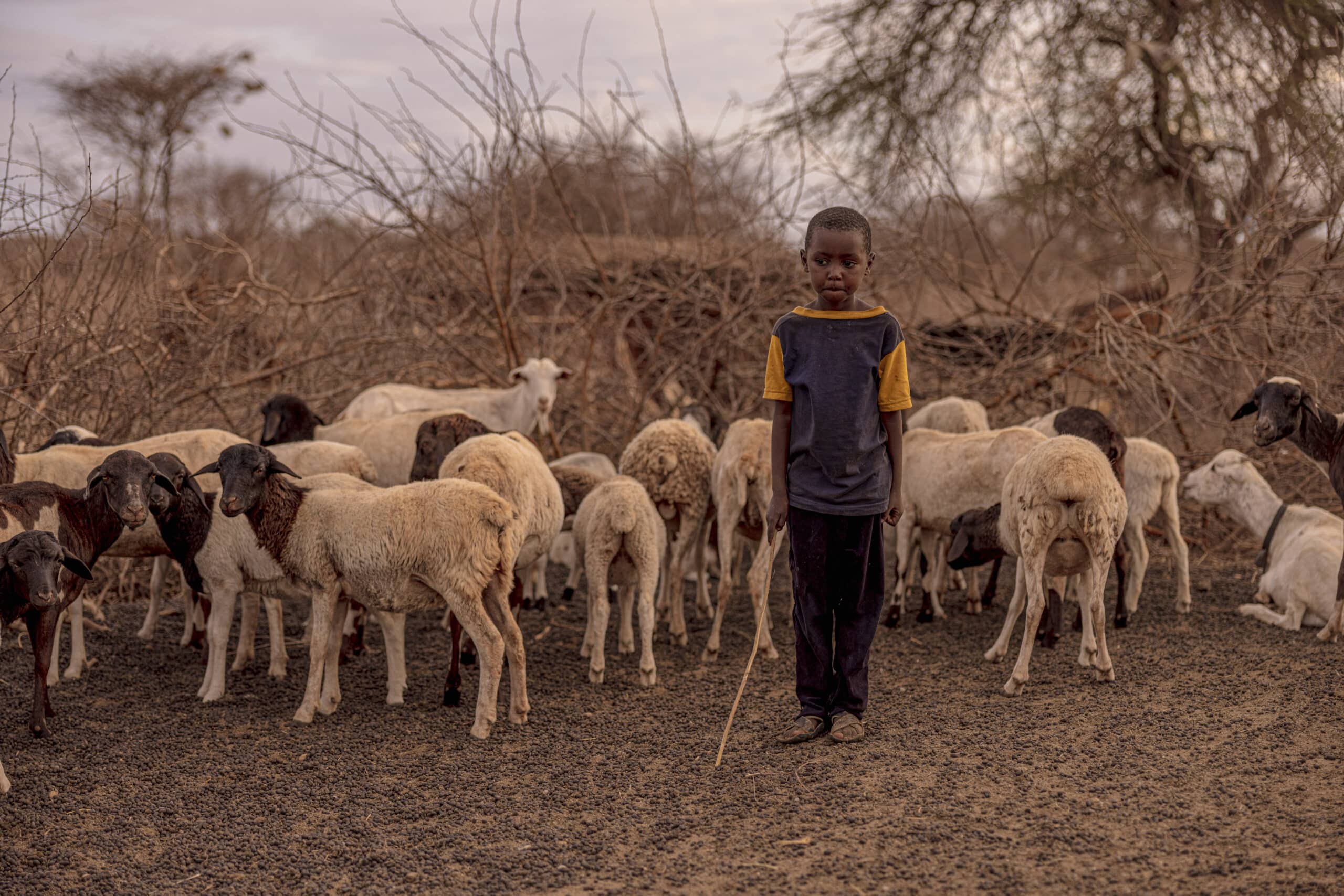 Ein kleiner Junge steht mit nachdenklichem Gesichtsausdruck inmitten einer Schafherde in einer trockenen, buschigen Landschaft, hält einen Stock und hat einen Stock in der Hand. © Fotografie Tomas Rodriguez