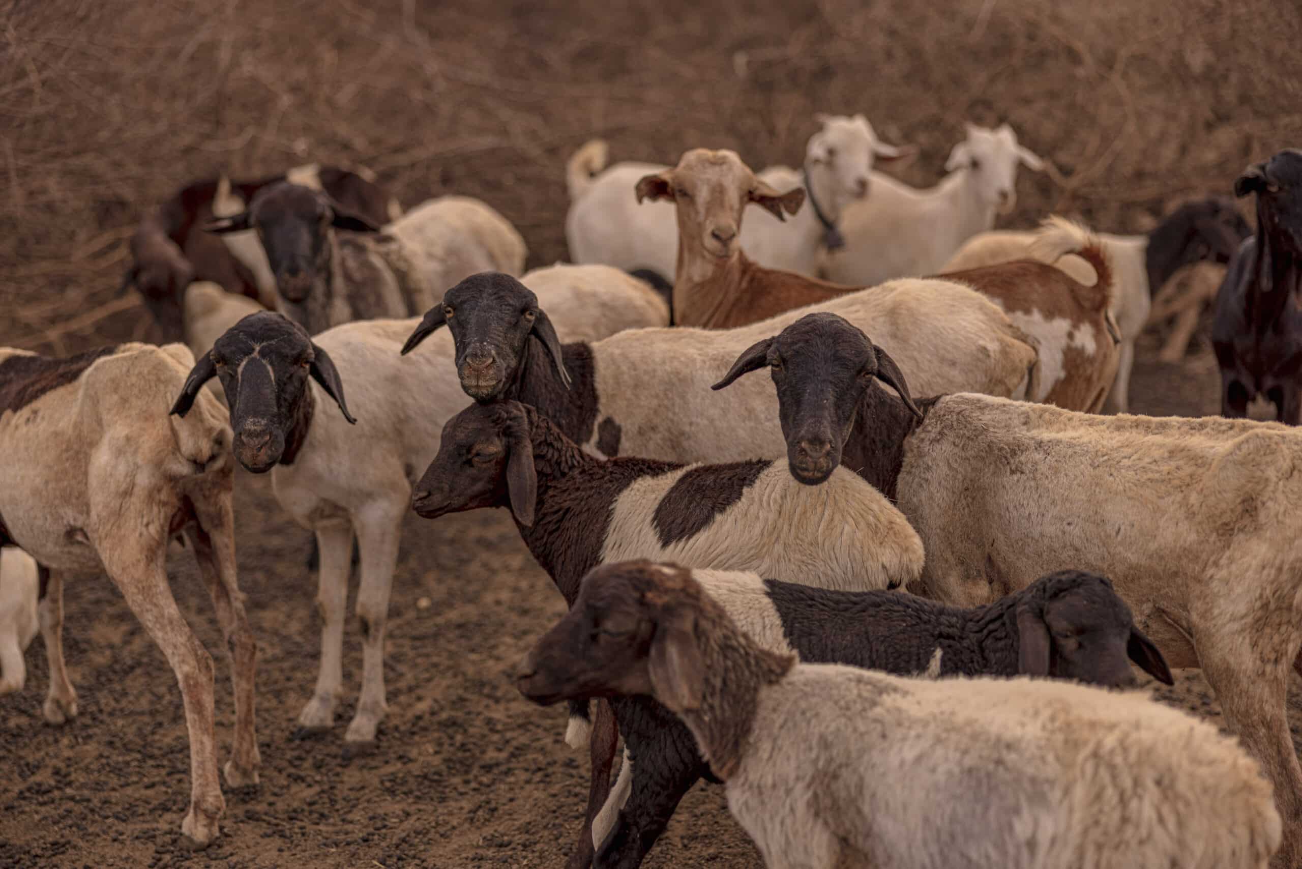 Eine Herde Ziegen mit unterschiedlichen Fellfarben, vorherrschend in den Schattierungen von Weiß, Braun und Schwarz, steht dicht beieinander auf einem trockenen, staubigen Gelände. © Fotografie Tomas Rodriguez