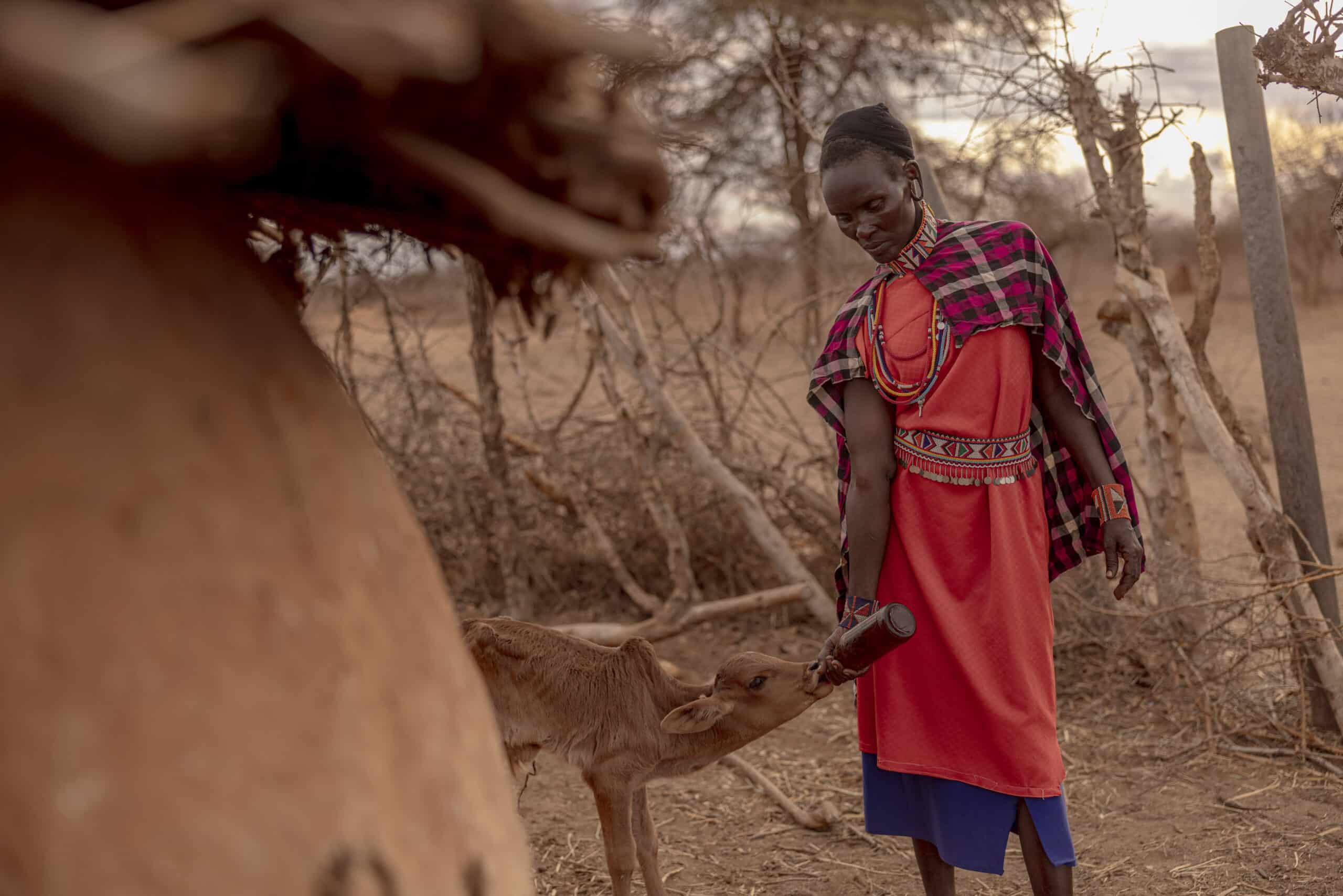 Eine Frau in traditioneller Kleidung füttert in einer trockenen, buschigen Landschaft ein junges Kalb aus einer Flasche. Die Szene drückt einen zärtlichen Moment der Fürsorge zwischen Mensch und Tier aus. © Fotografie Tomas Rodriguez
