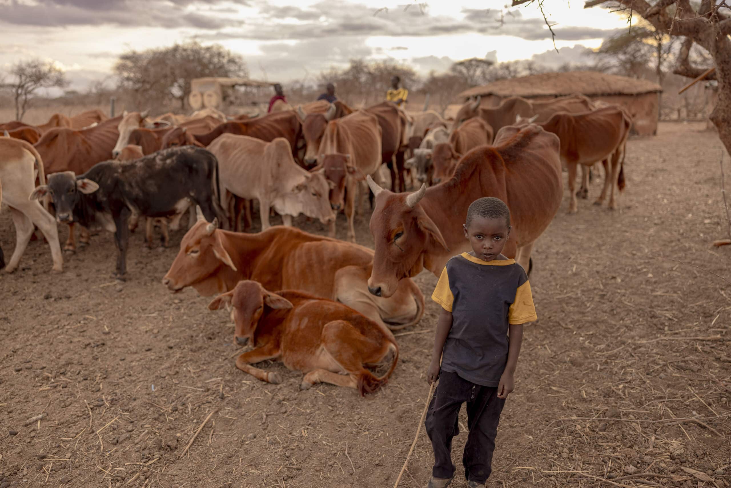 Ein kleiner Junge steht inmitten einer Viehherde in einer ländlichen Umgebung. Um ihn herum sitzen oder stehen mehrere Kühe. Im Hintergrund sind rustikale Hütten unter einem bewölkten Himmel zu sehen. © Fotografie Tomas Rodriguez