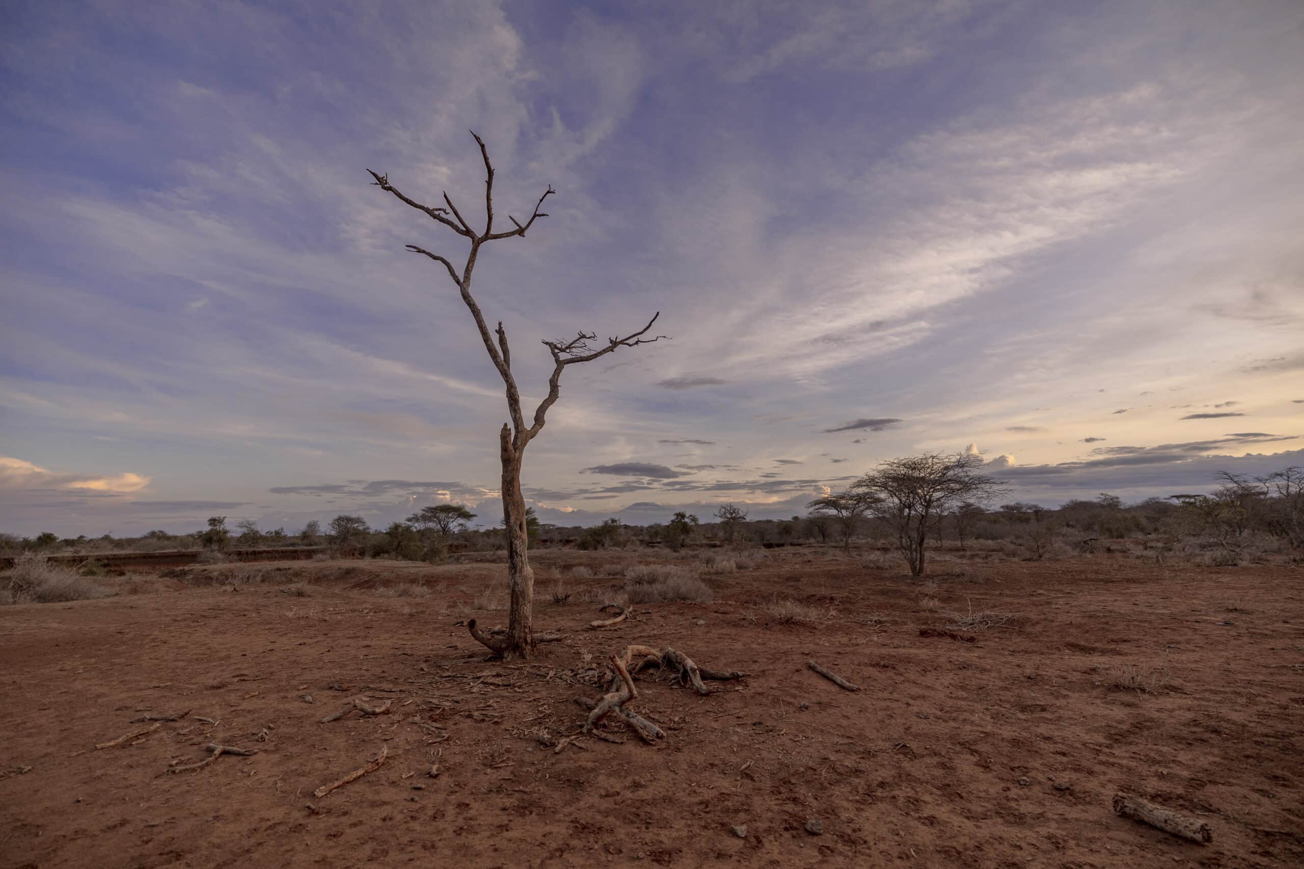 Eine kahle Landschaft mit einem einsamen, blattlosen Baum unter einem weiten, wolkenverhangenen Himmel in der Abenddämmerung, mit spärlicher Vegetation und verstreutem Totholz auf dem trockenen Boden. © Fotografie Tomas Rodriguez