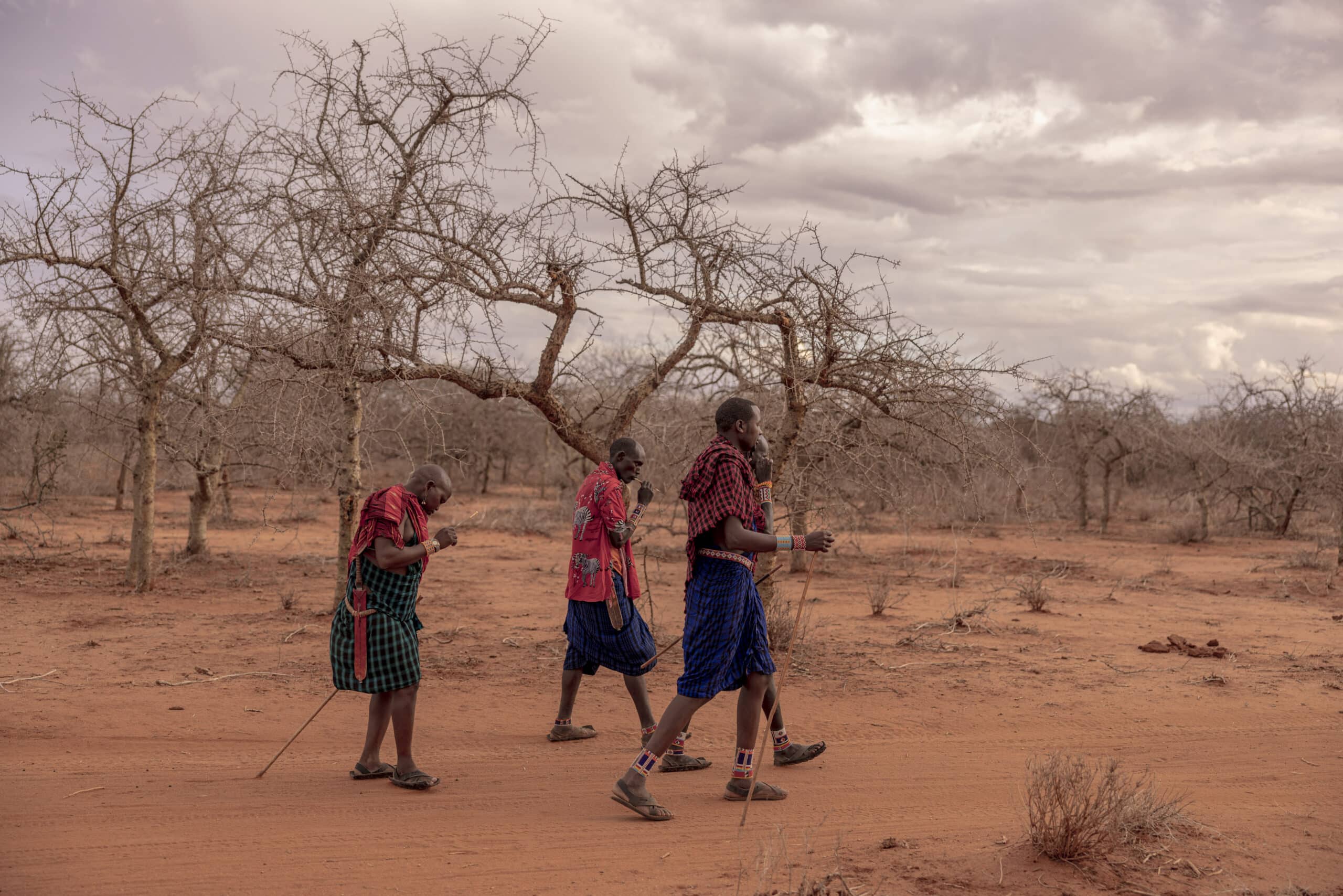 Drei Massai wandern unter einem bewölkten Himmel durch eine karge, trockene Landschaft mit blattlosen Bäumen. Sie tragen traditionelle Kleidung und Stöcke. © Fotografie Tomas Rodriguez