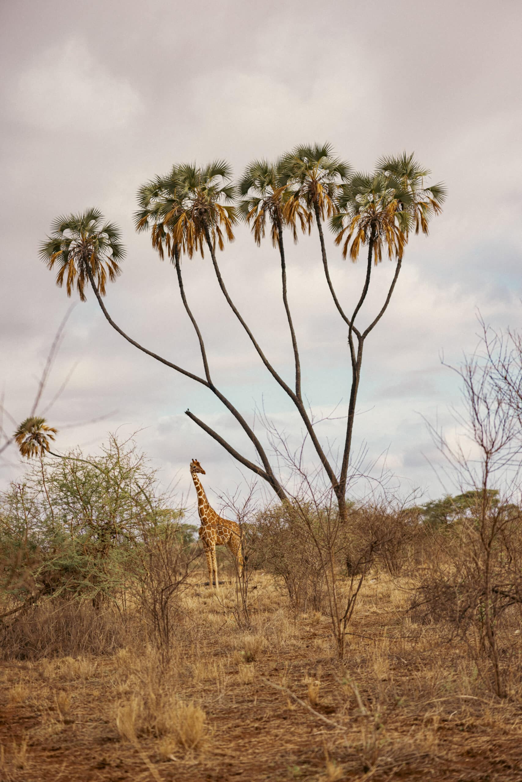 Eine Giraffe steht in einer trockenen Savannenlandschaft neben hohen, schlanken Palmen mit spärlichen Blättern. Der Himmel darüber ist bedeckt, mit leichten Wolken verstreut. Büsche und Gräser bedecken den Boden und deuten auf eine typische Trockenumgebung hin. © Fotografie Tomas Rodriguez