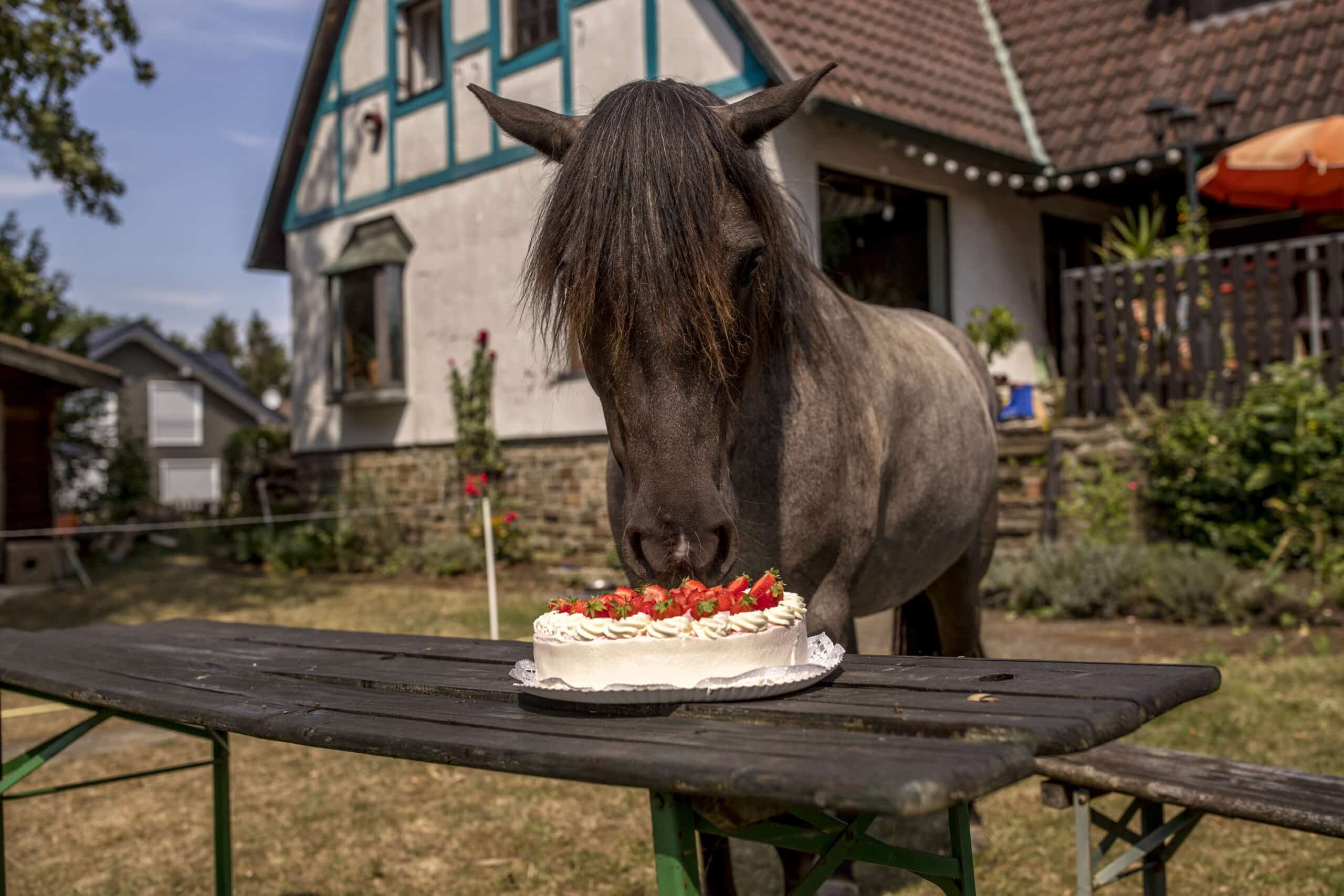 Ein Pferd mit dunkler Mähne lehnt draußen über einem hölzernen Picknicktisch und schnuppert an einem mit Erdbeeren und Sahne garnierten Kuchen. Der Tisch steht in einem Hof vor einem weiß-blauen Haus mit Ziegeldach. © Fotografie Tomas Rodriguez