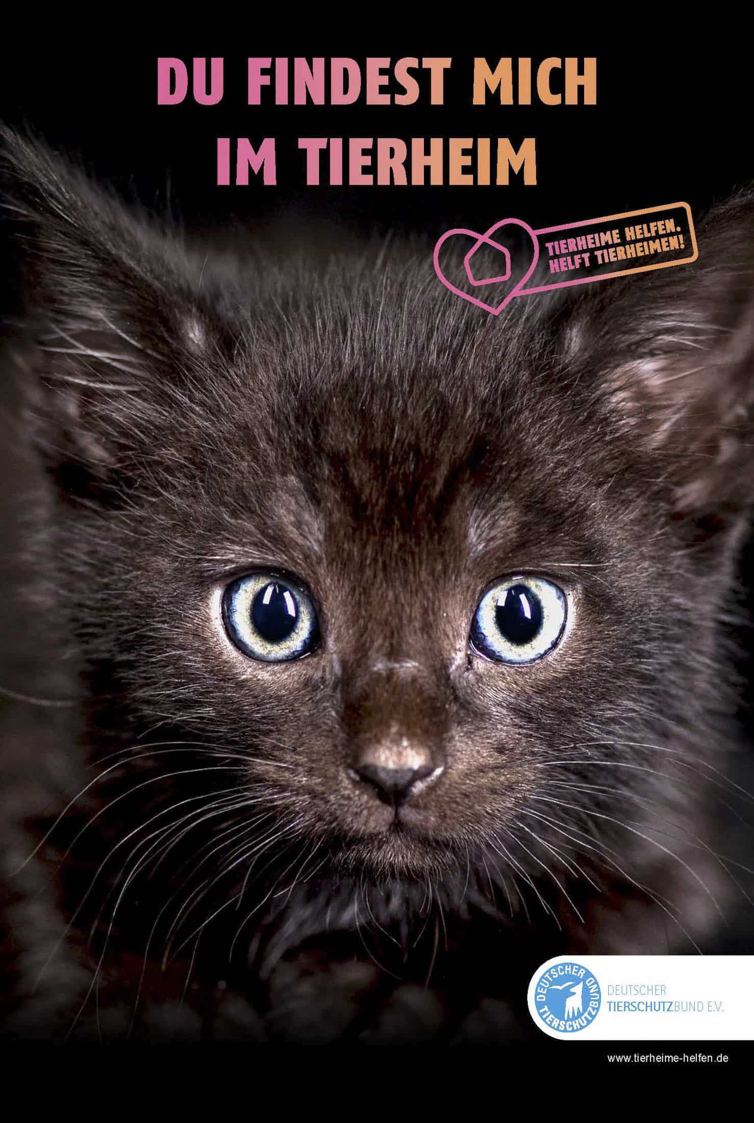 Nahaufnahme eines schwarzen Kätzchens mit leuchtenden Augen, das direkt in die Kamera blickt. Der Hintergrundtext lautet „Du findest mich im Tierheim“ mit einem herzförmigen Logo. Unten befindet sich ein rundes Logo einer deutschen Tierschutzorganisation. © Fotografie Tomas Rodriguez