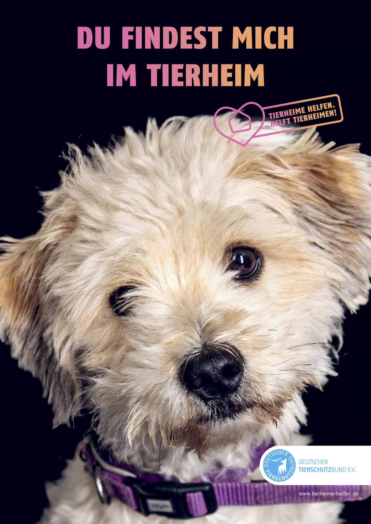 Nahaufnahme eines flauschigen weißen Hundes mit lila Halsband, der in die Kamera blickt. Der deutsche Hintergrundtext lautet „DU FINDEST MICH IM TIERHEIM“. Das Bild zeigt ein Logo des Deutschen Tierschutzbundes e.V. © Fotografie Tomas Rodriguez