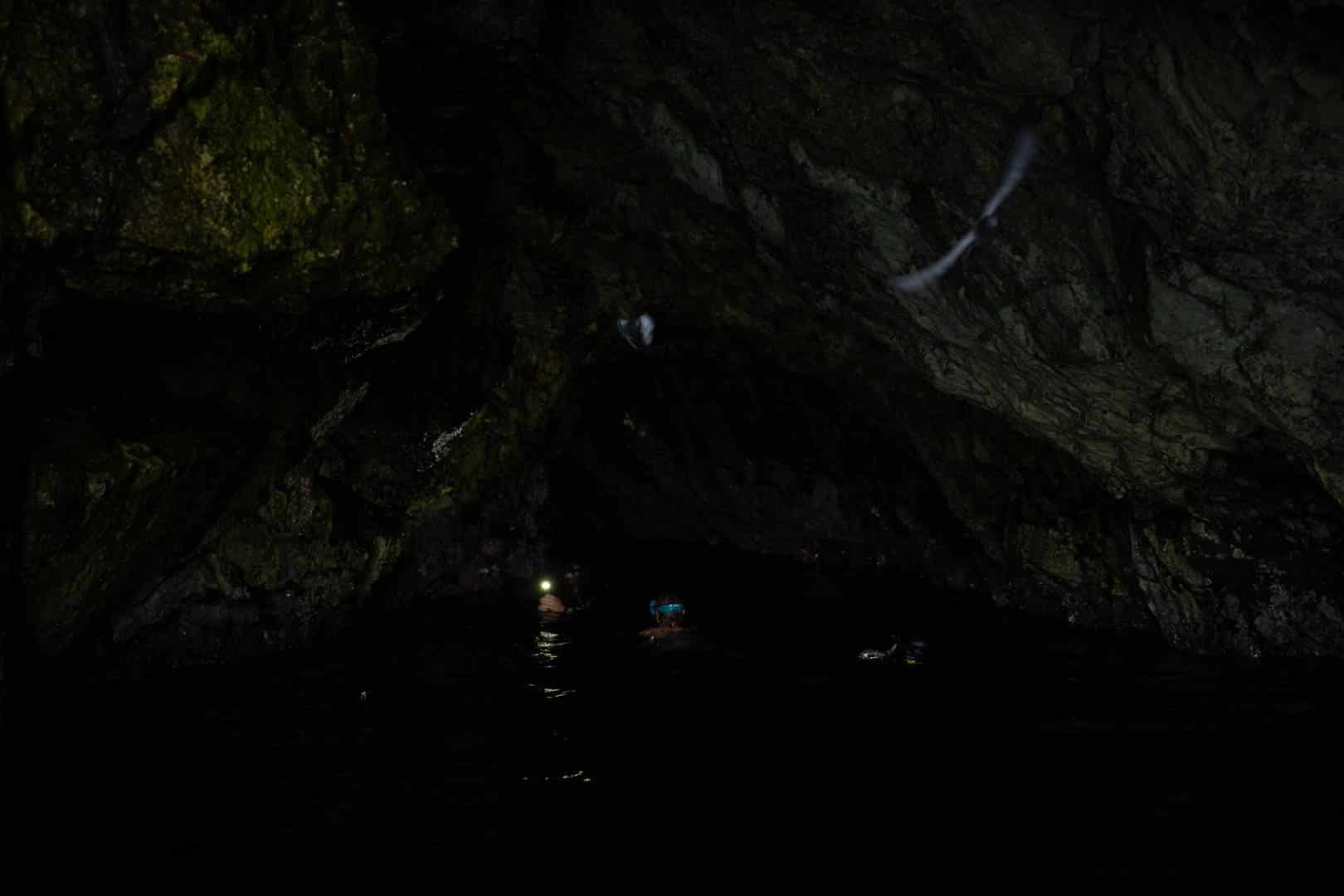 Mehrere Personen mit Schnorchelausrüstung schwimmen in einer dunklen Höhle mit felsigen, moosbewachsenen Wänden; ein paar Vögel fliegen in der Nähe des Höhleneingangs, und die Schwimmer haben Scheinwerfer, die das Wasser beleuchten. © Fotografie Tomas Rodriguez