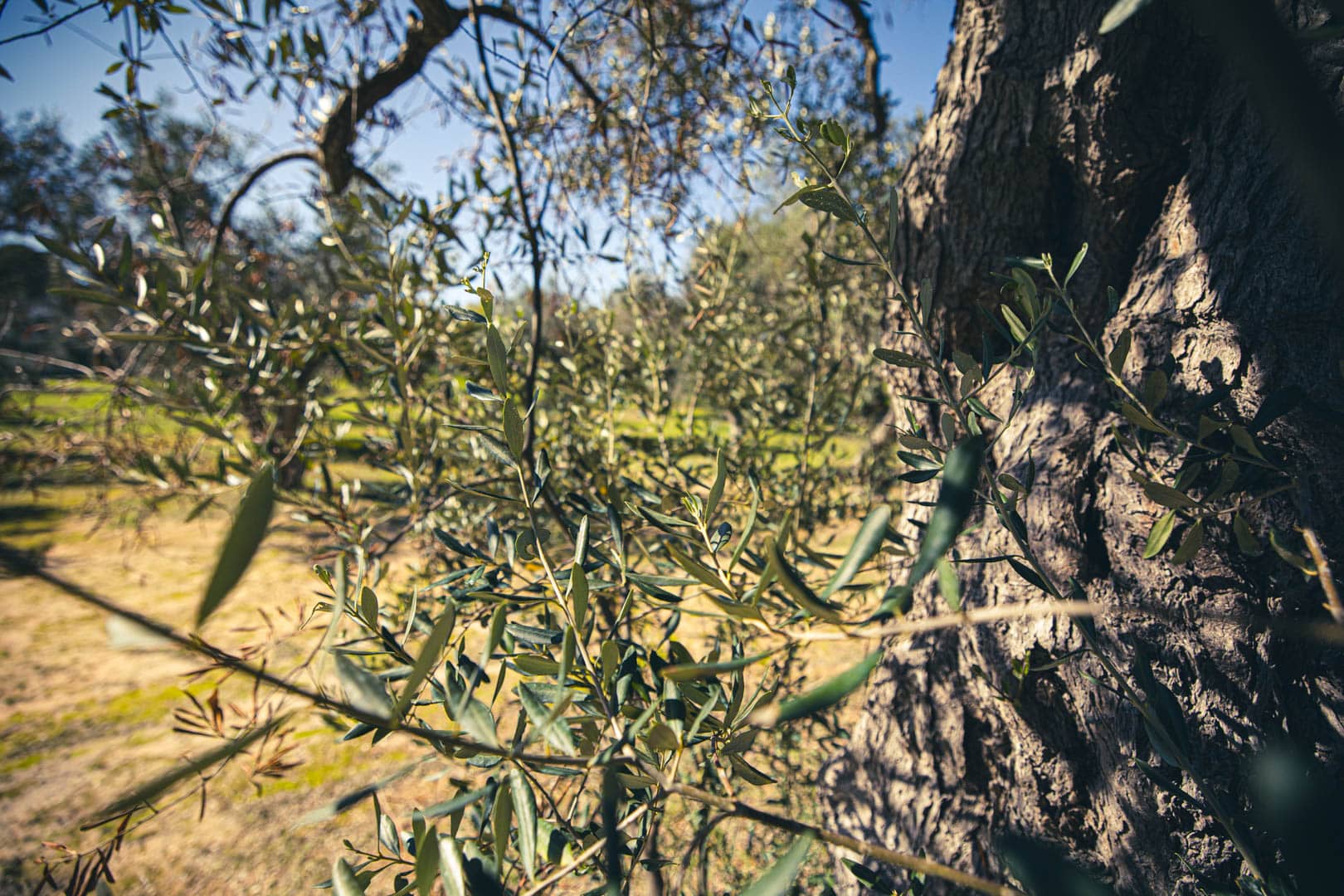 Nahaufnahme eines Olivenbaumstamms und -zweige mit schlanken grünen Blättern in einer sonnenbeschienenen Landschaft im Freien mit Gras und anderen Bäumen im unscharfen Hintergrund. © Fotografie Tomas Rodriguez