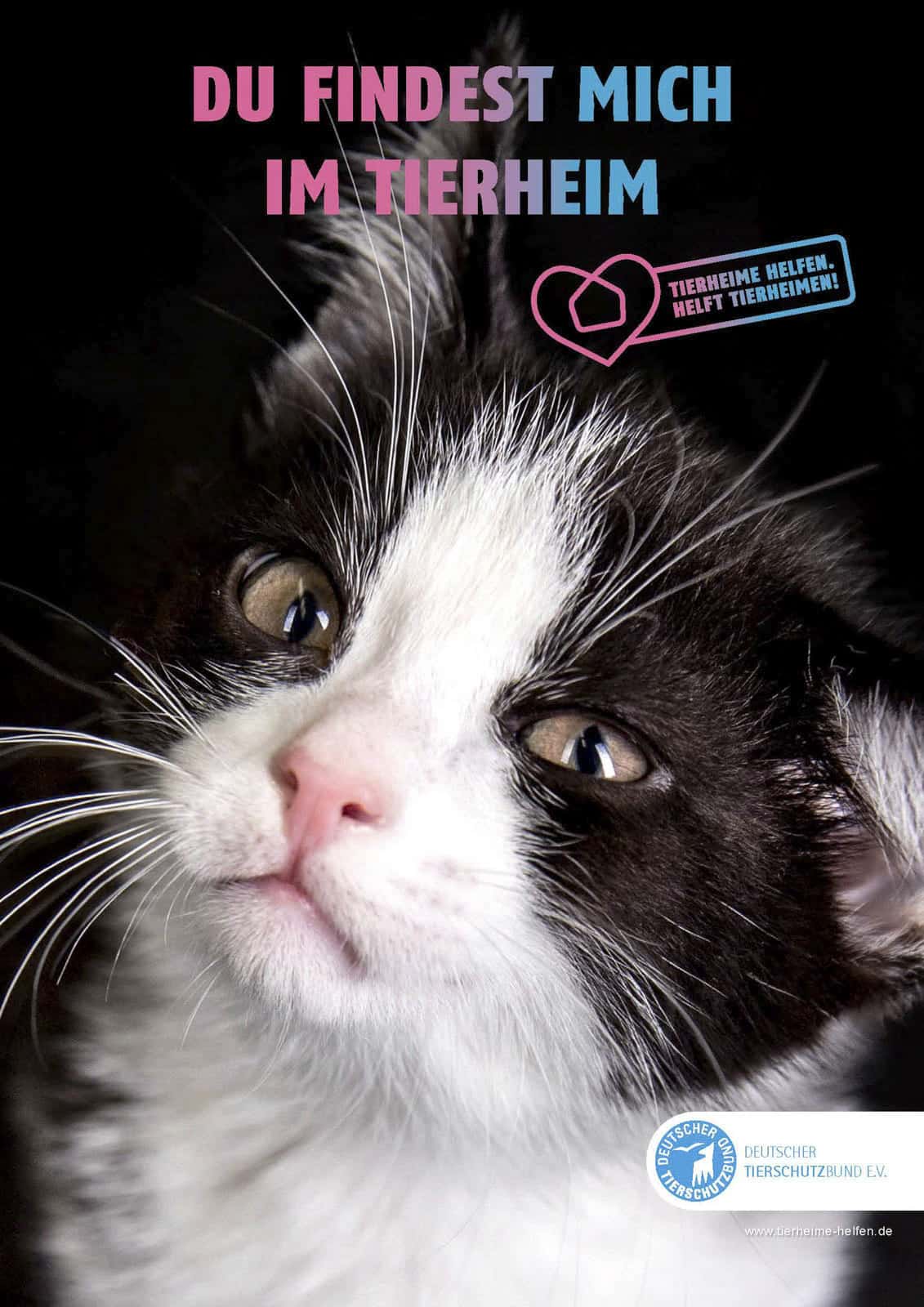 Nahaufnahme eines traurig aussehenden schwarz-weißen Kätzchens mit einer rosa Nase. Der deutsche Text darüber lautet "Du findest mich im Tierheim". Kreisförmige Tierheim- und Herz-Logos sind ebenfalls vorhanden. © Fotografie Tomas Rodriguez